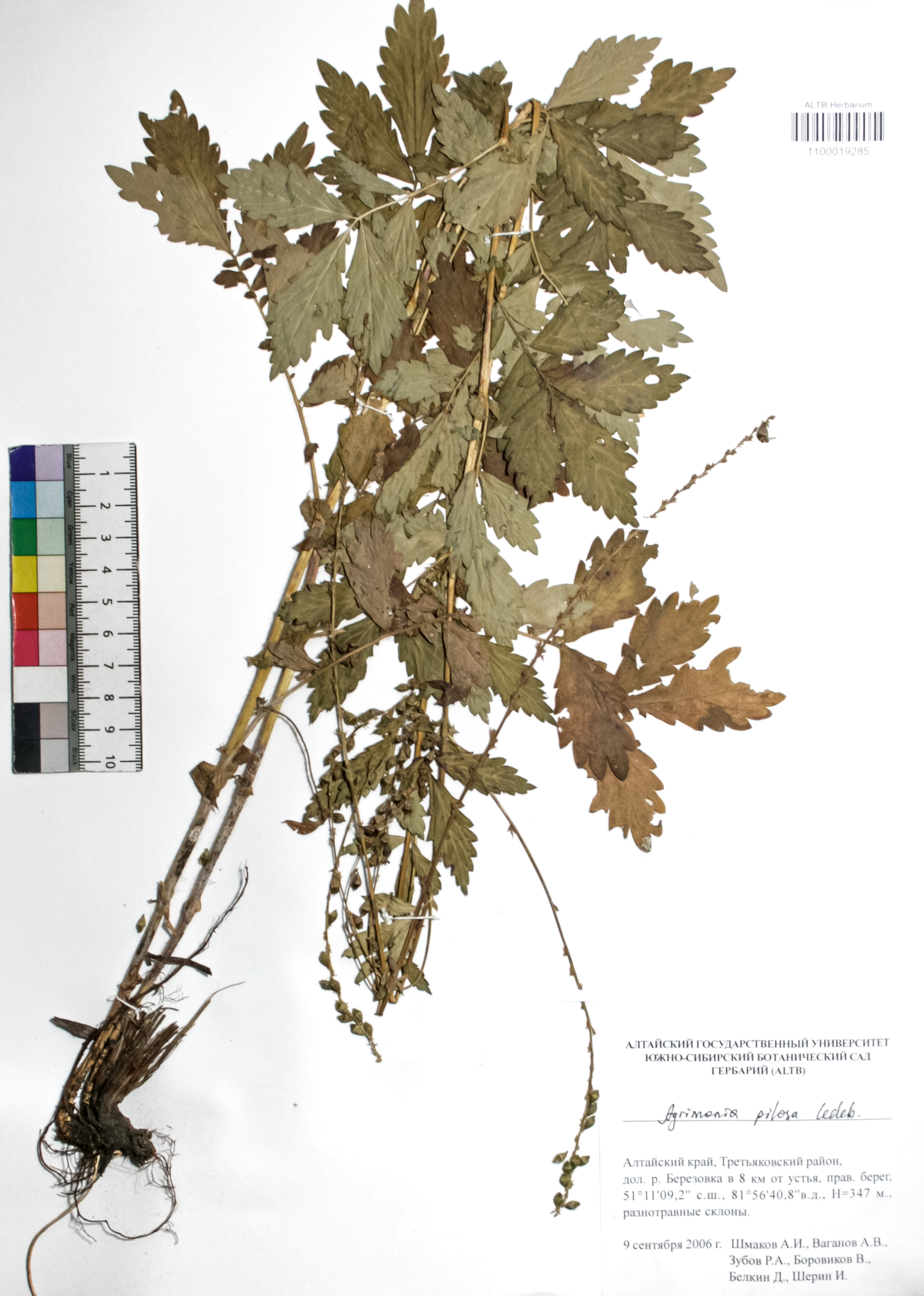 Agrimonia pilosa Ledeb.