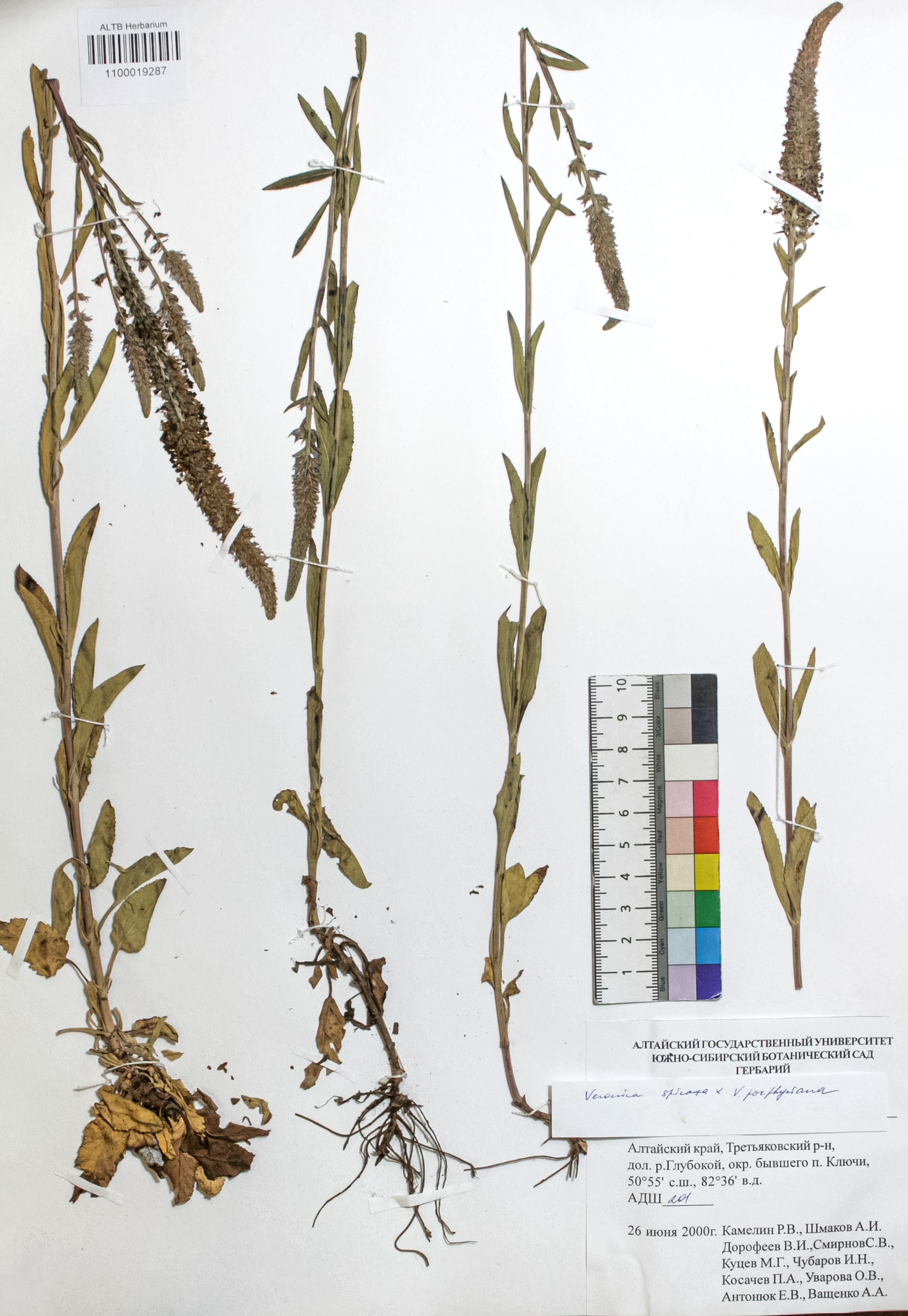 Veronica spicata L.