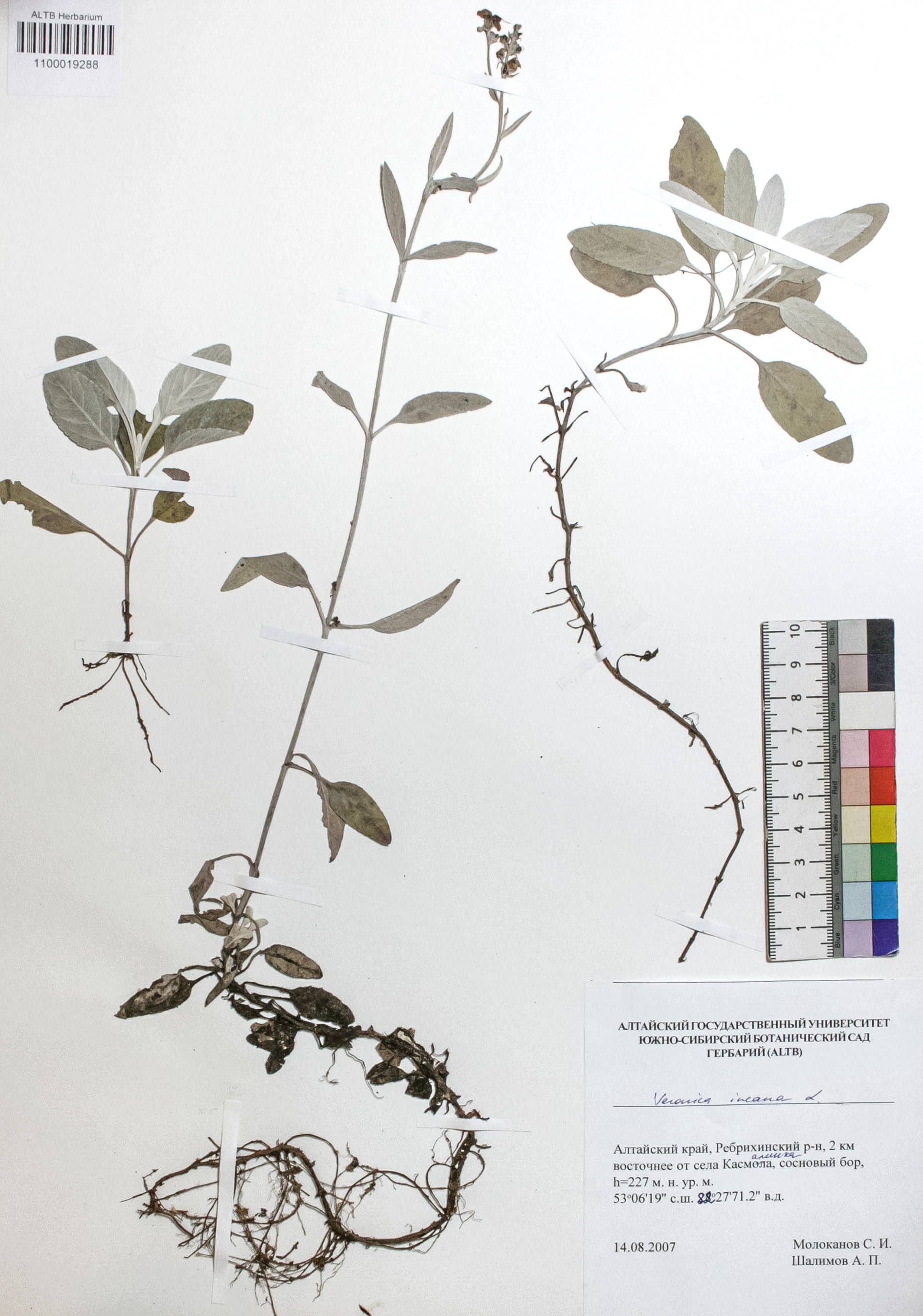Veronica incana L.