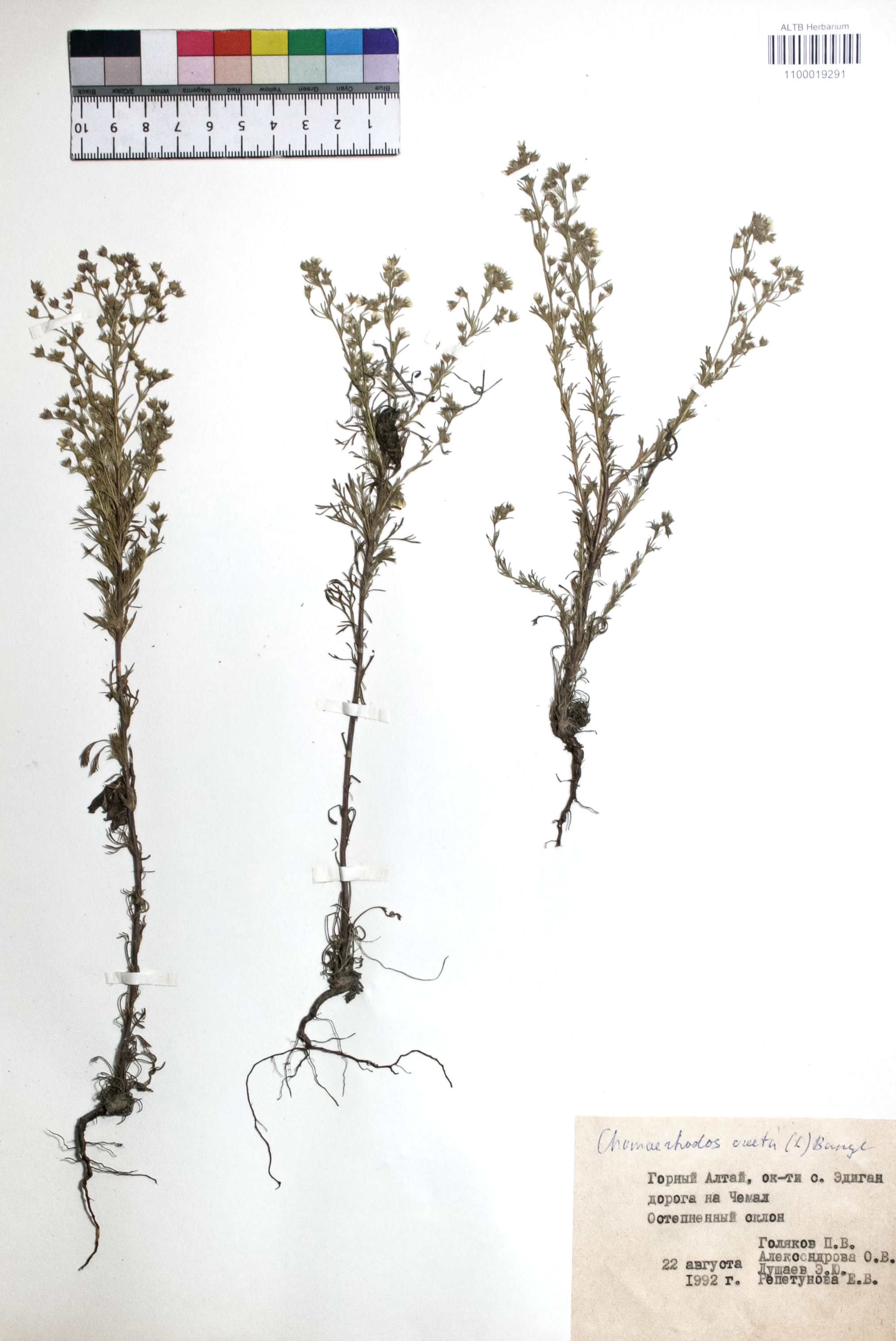 Chamaerhodos erecta (L.) Bunge