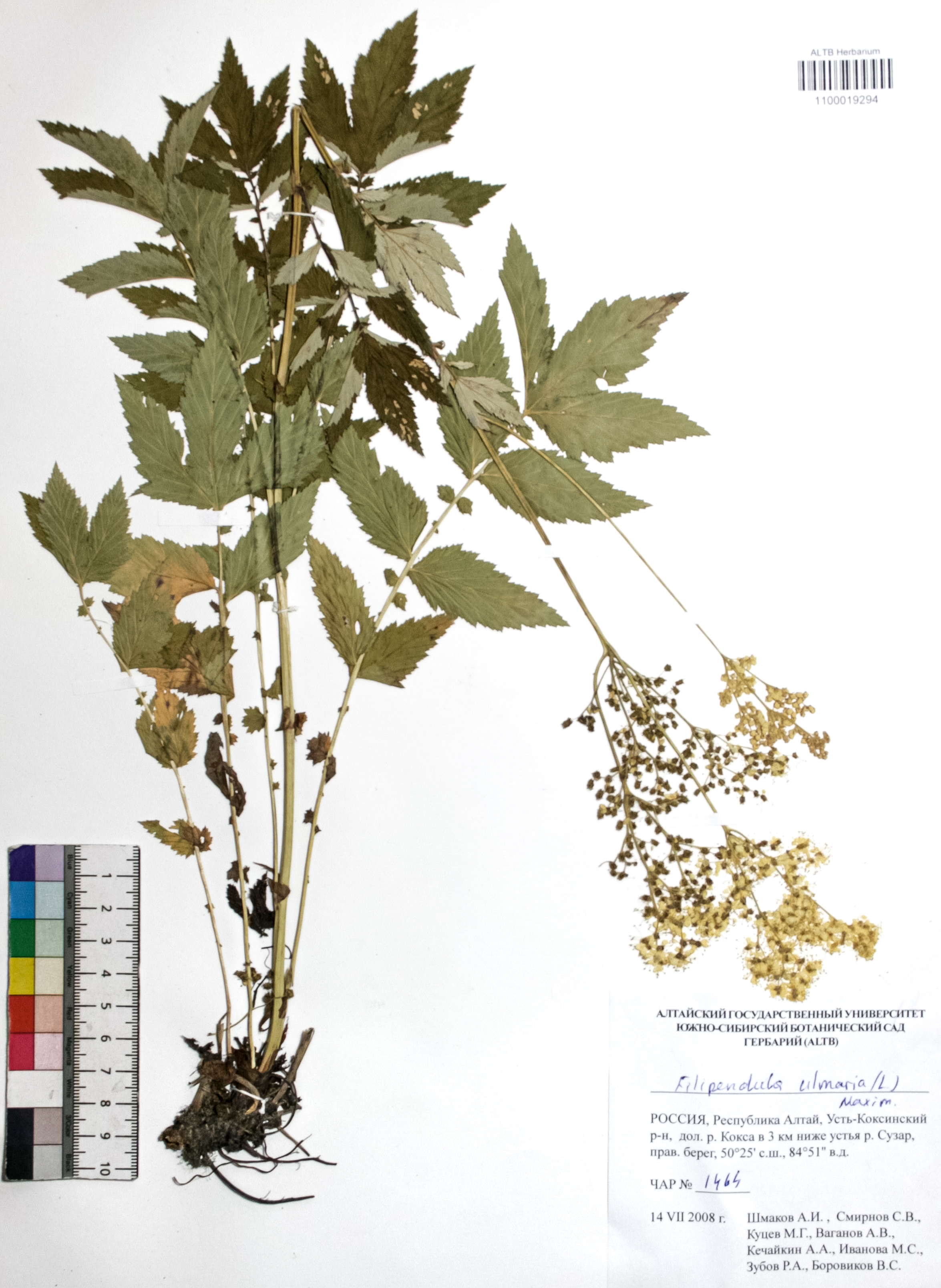 Filipendula ulmaria (L.) Maxim.