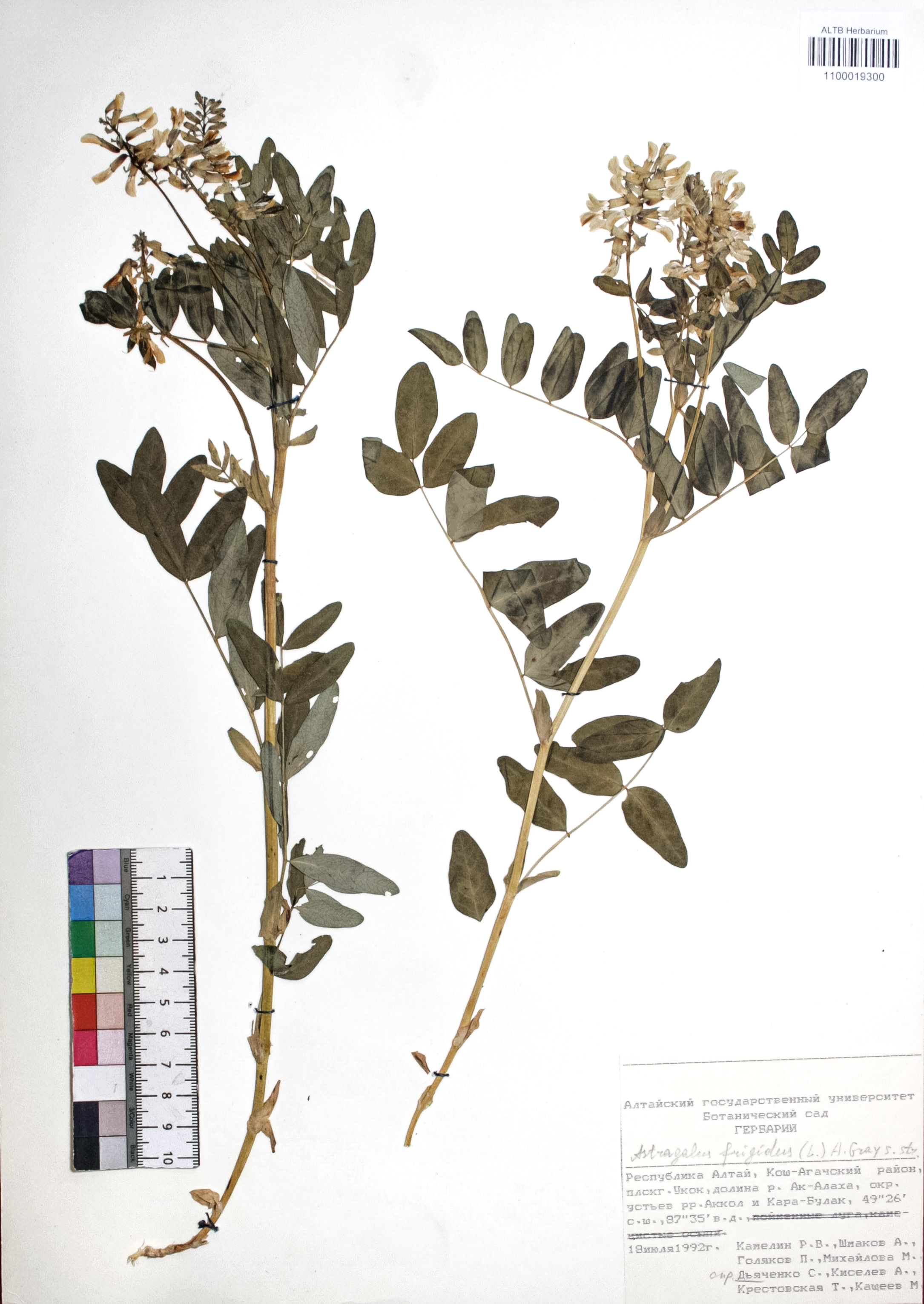 Astragalus frigidus (L.) A. Gray