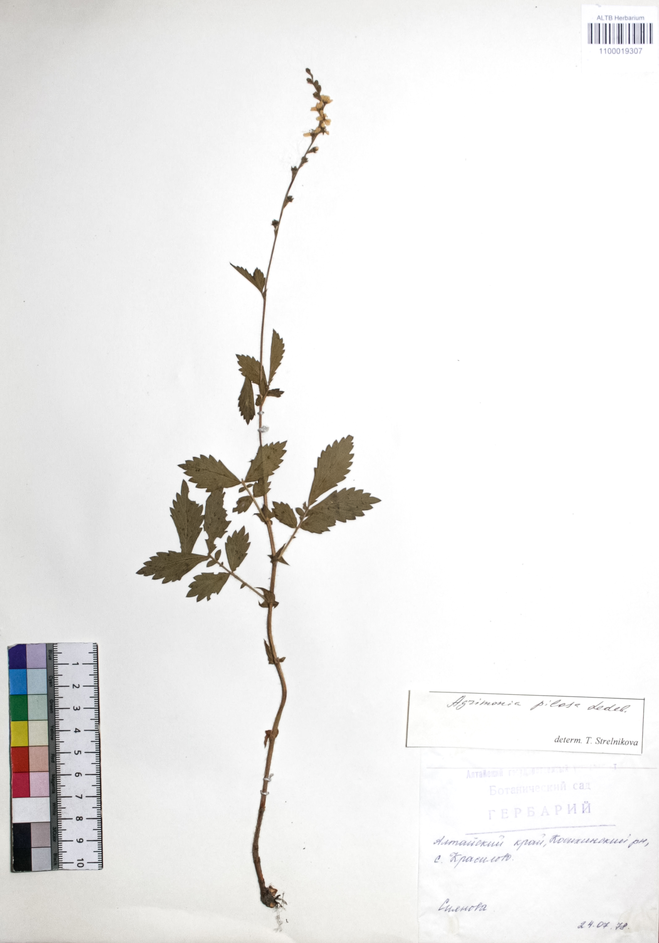 Agrimonia pilosa Ledeb.