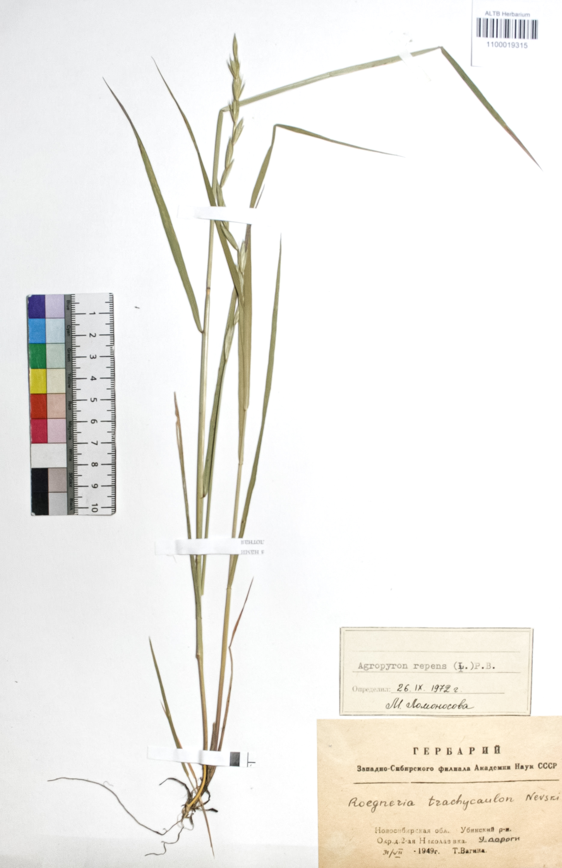 Agropyron repens (L.) P. B.