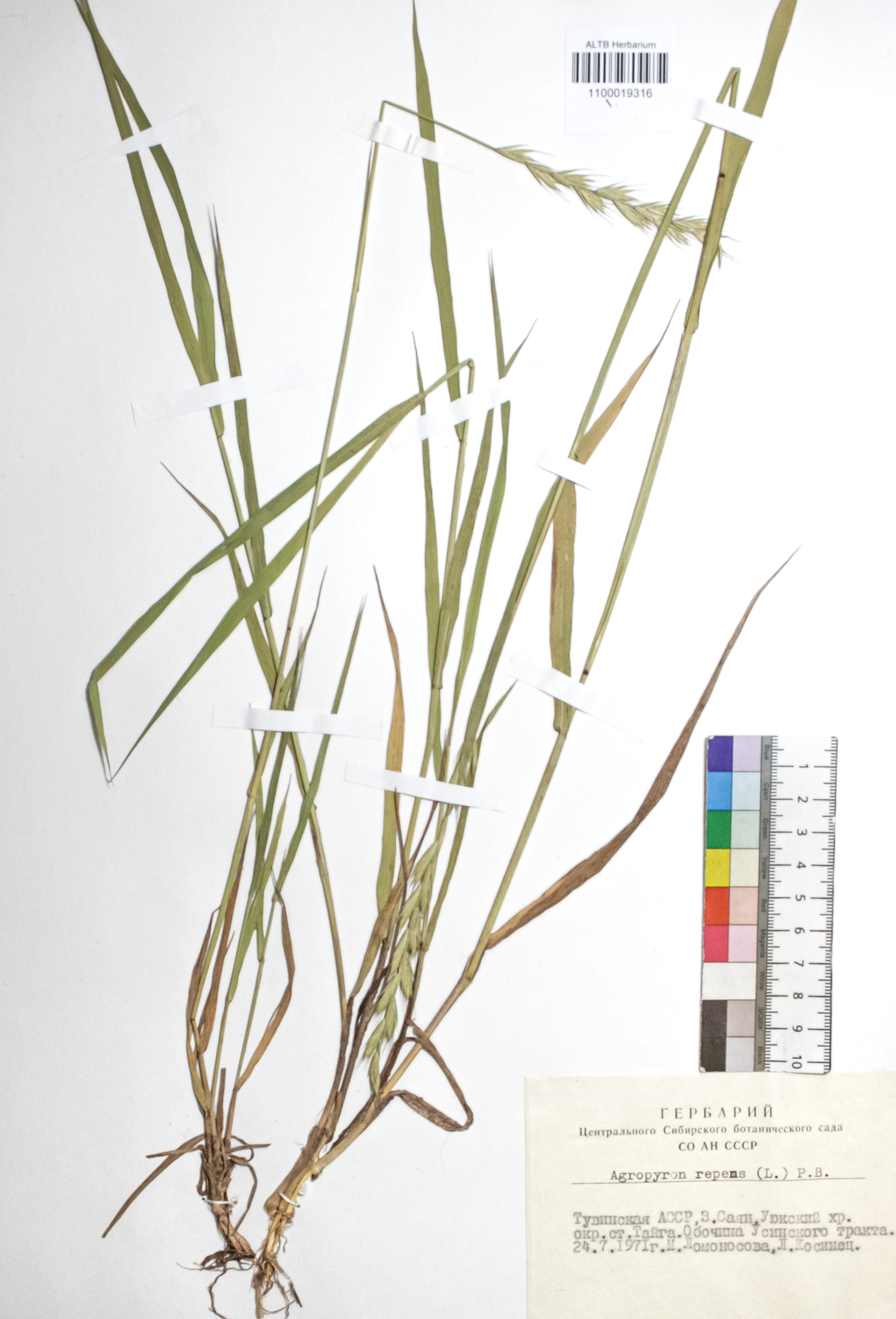 Agropyron repens (L.) P. B.