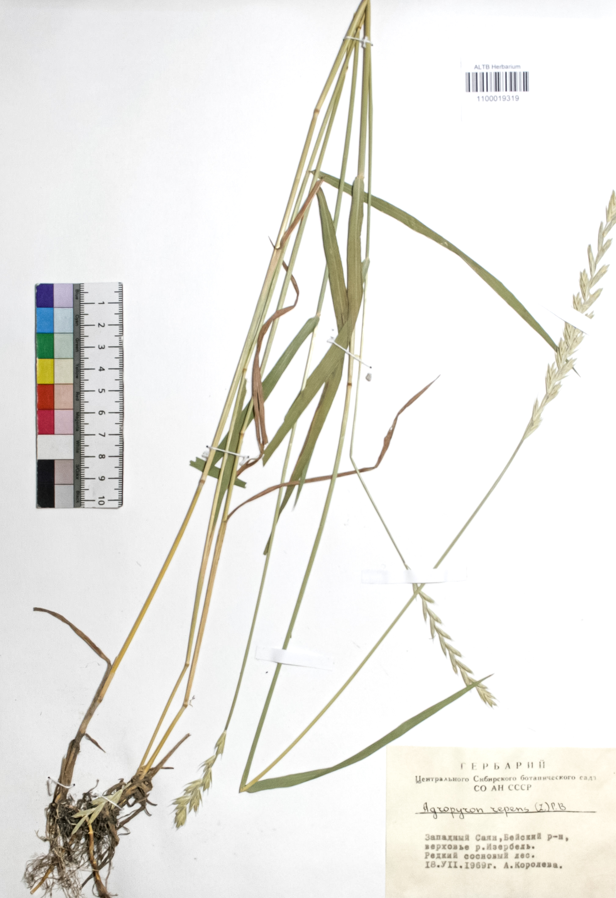 Agropyron repens (L.) P. B.