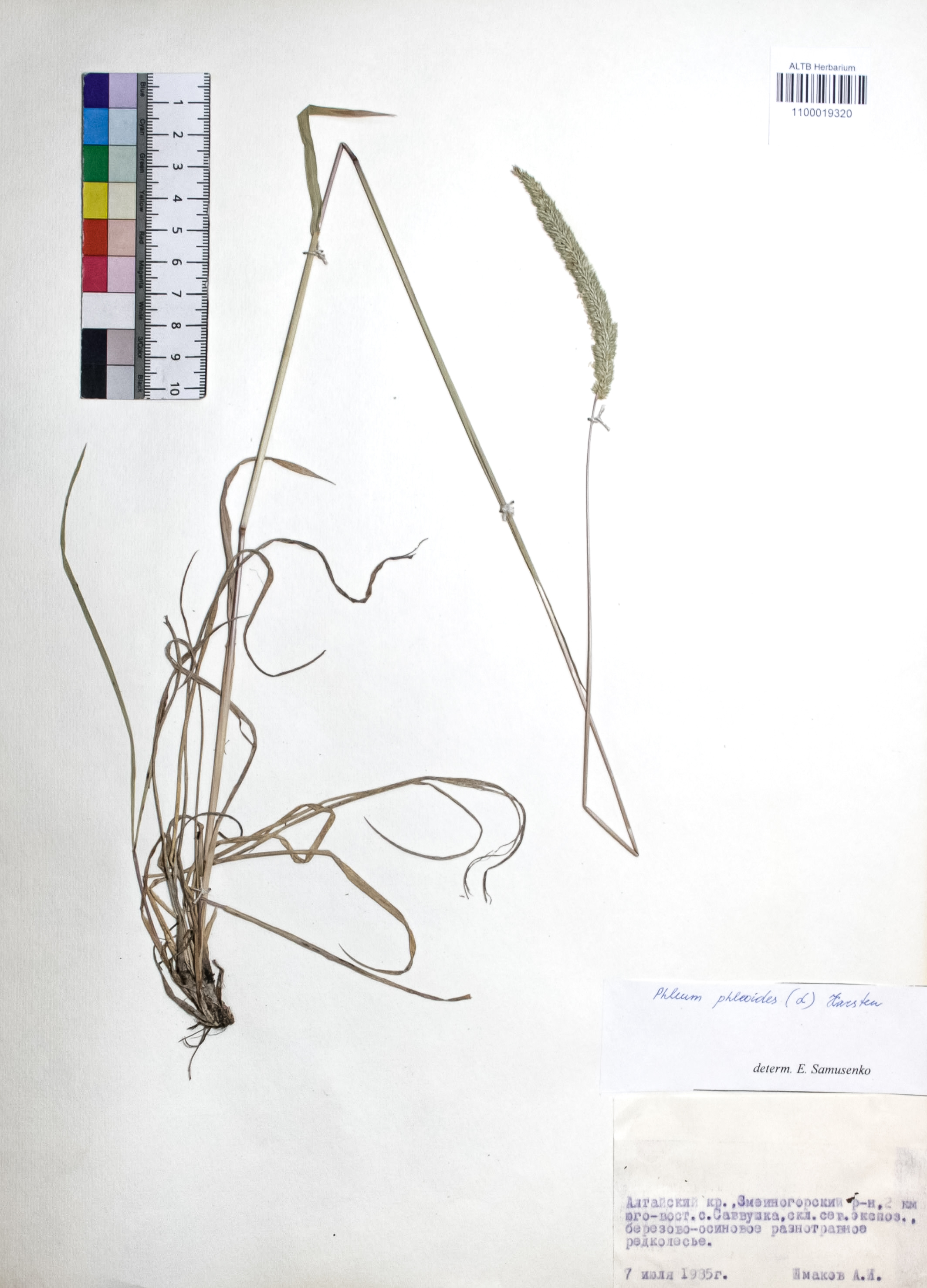 Phleum phleoides (L.) H. Karst.