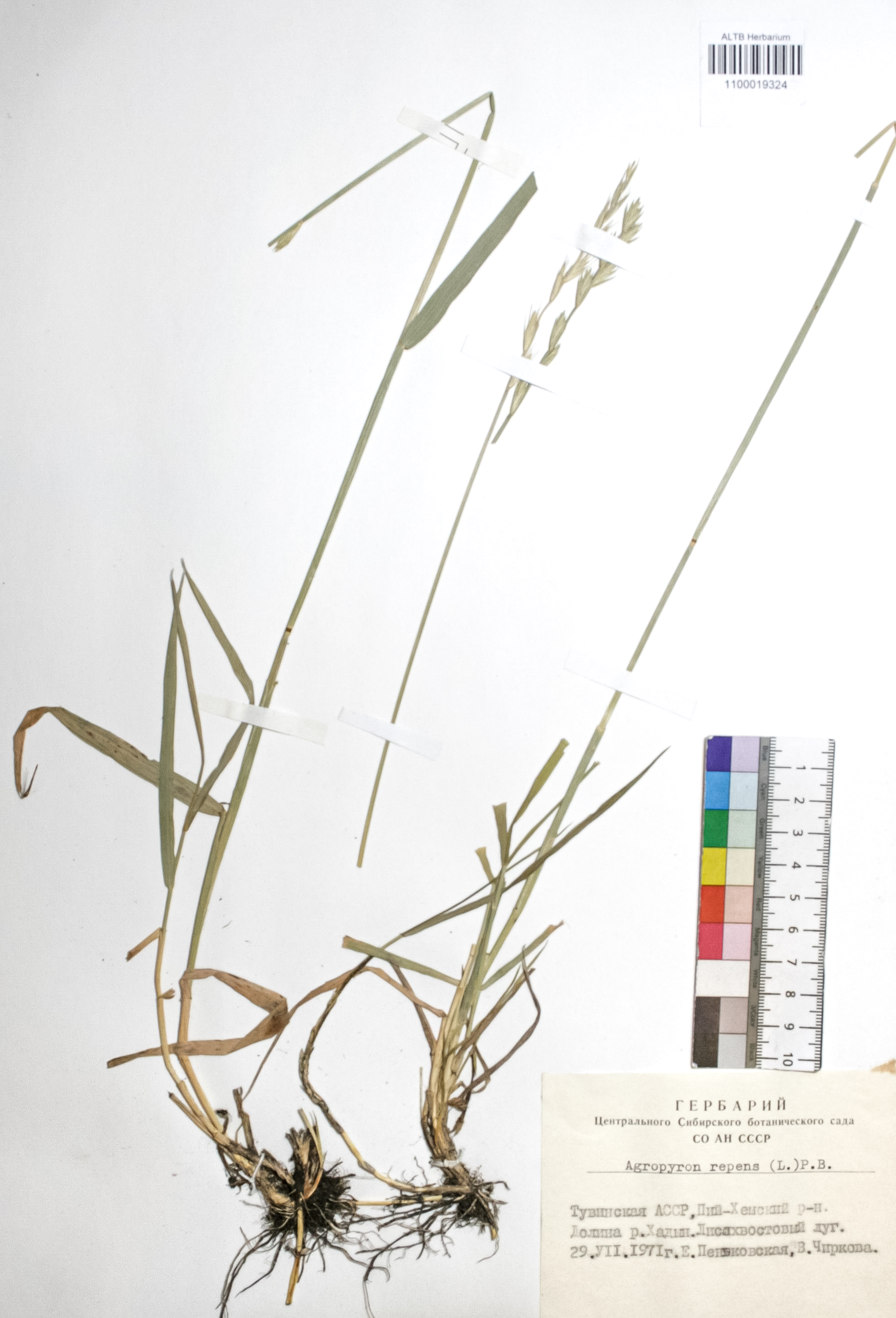 Agropyron repens (L.) P. B.