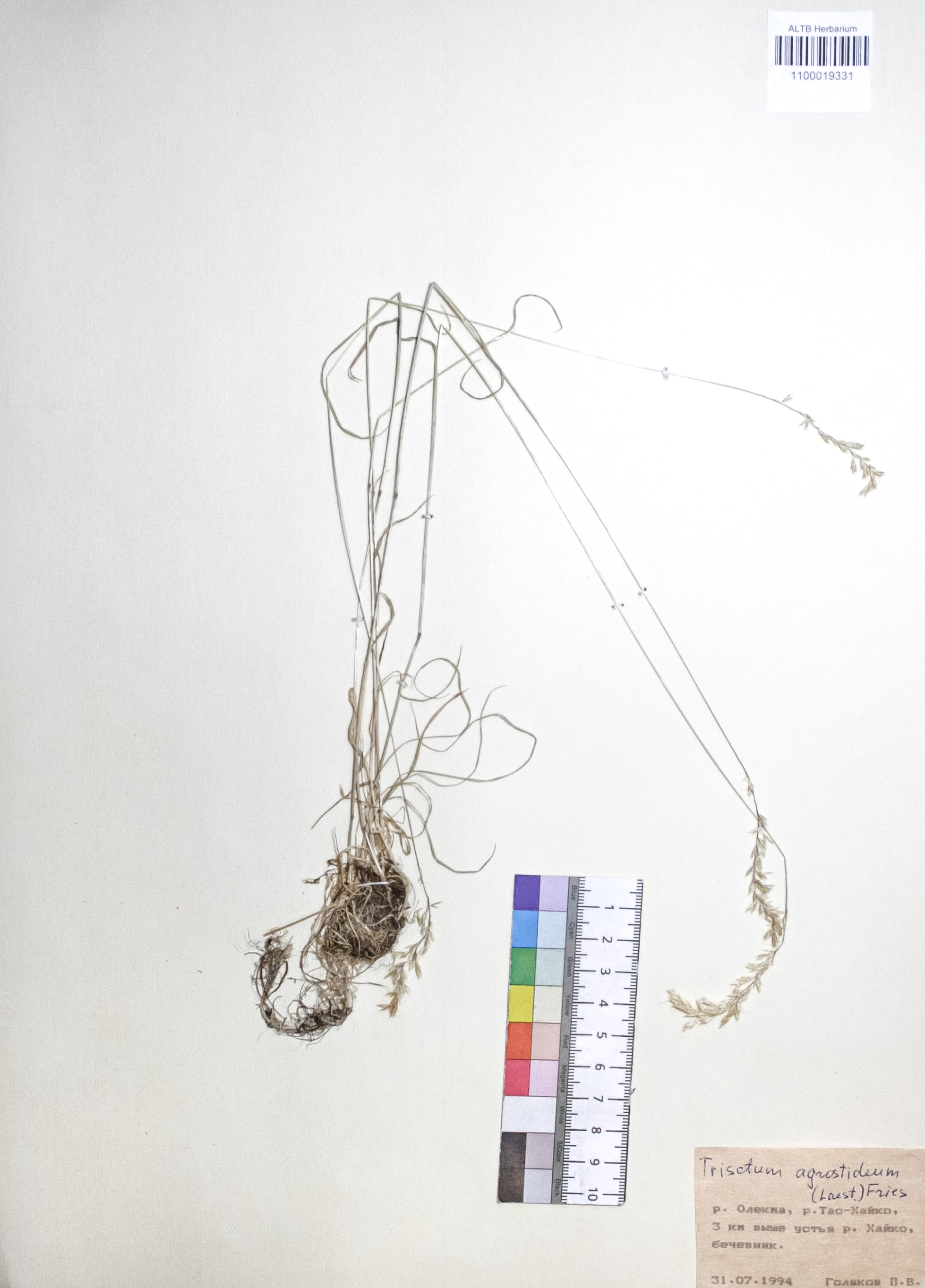 Trisetum agrostideum (Laest.) Fr. 