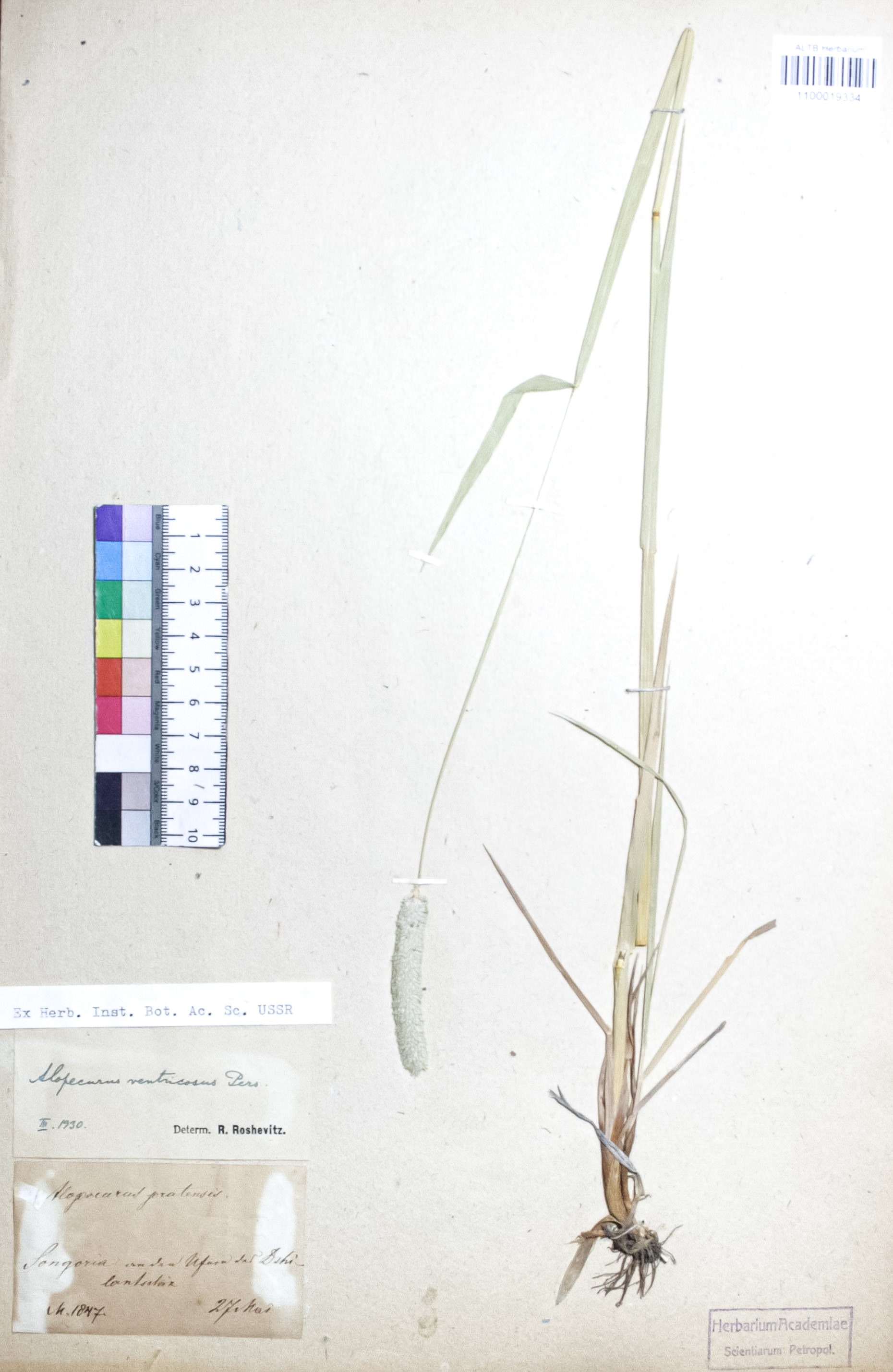 Alopecurus arundinaceus Poir.