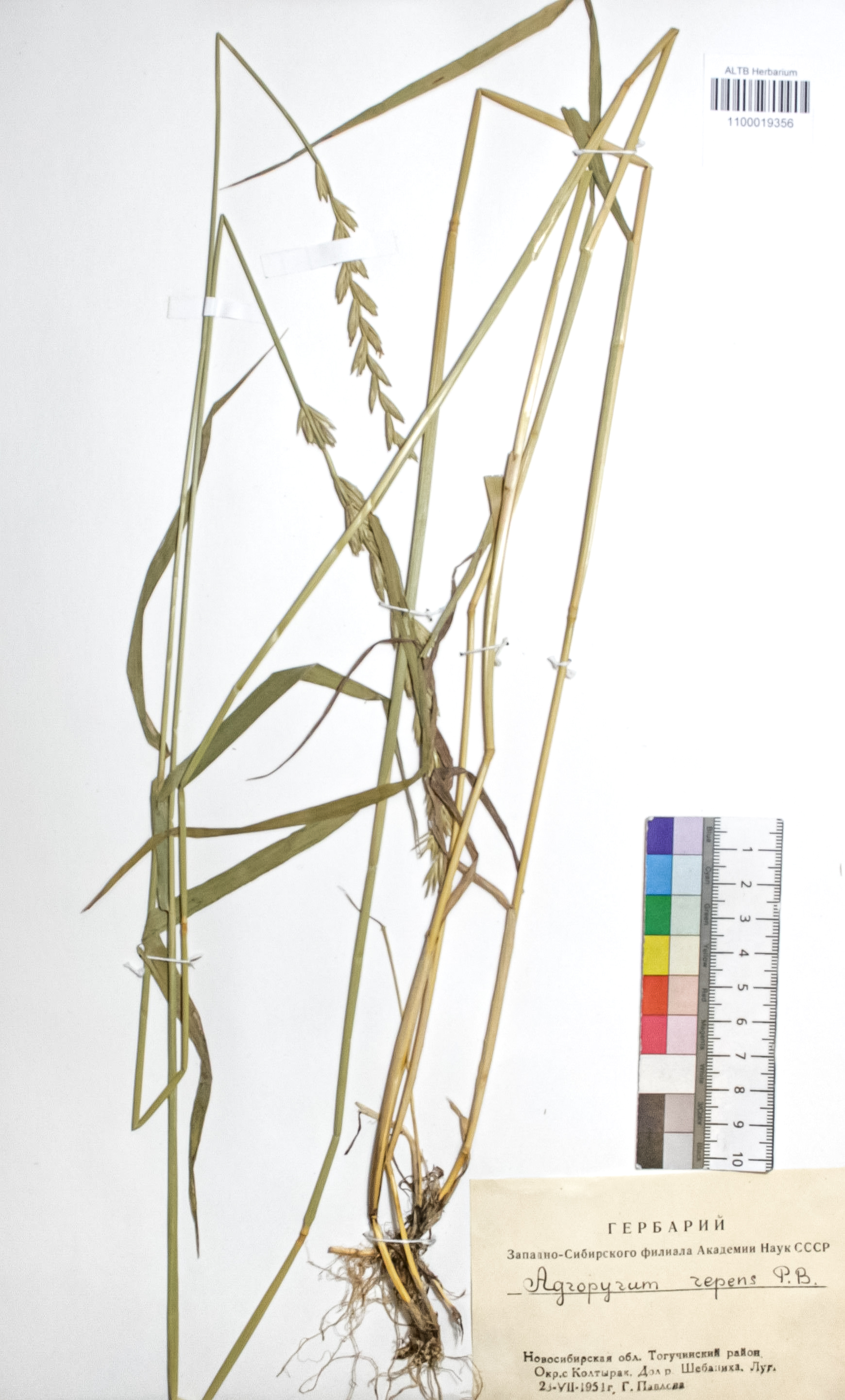 Agropyron repens (L.) P. B.