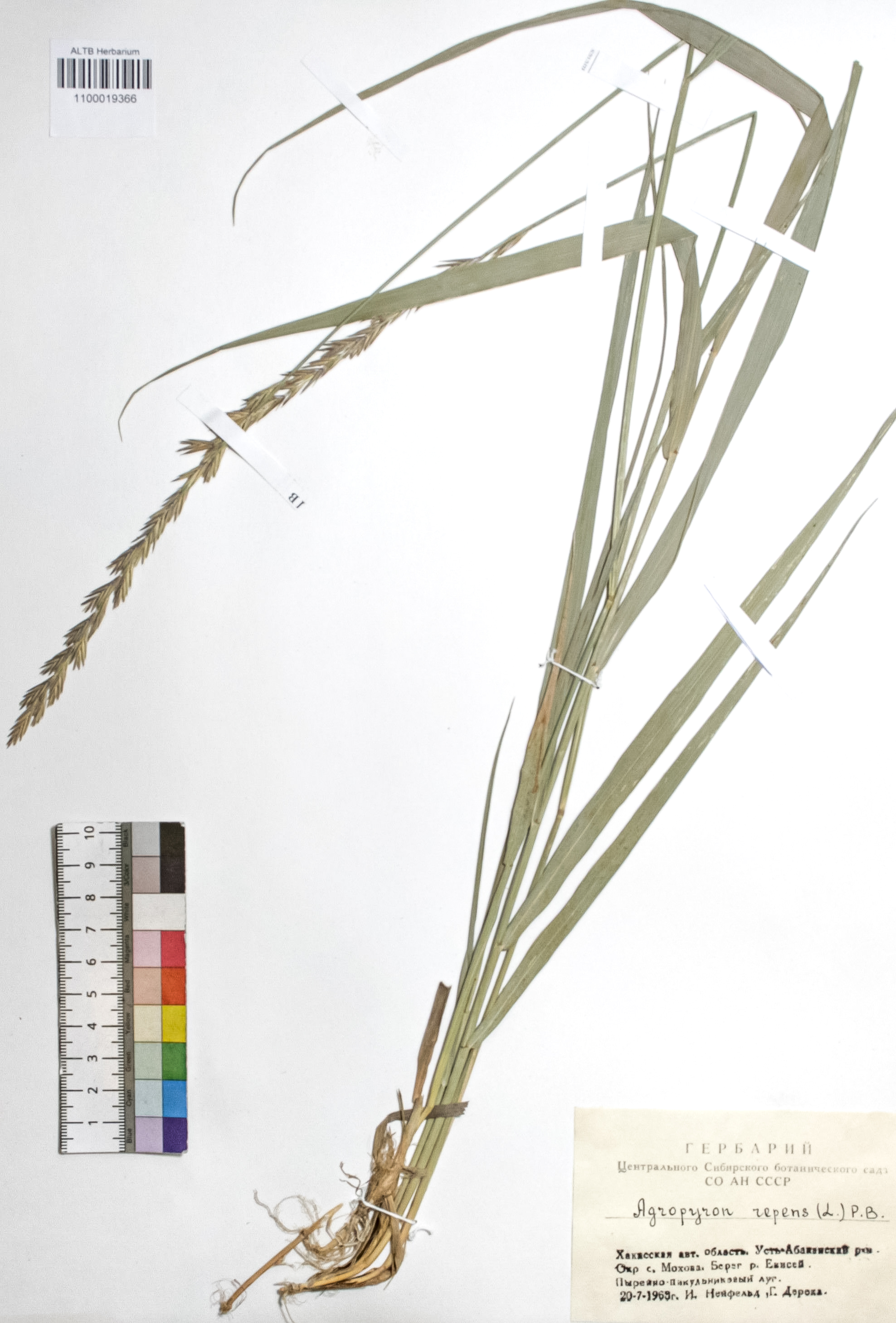 Agropyron repens (L.) P. B.