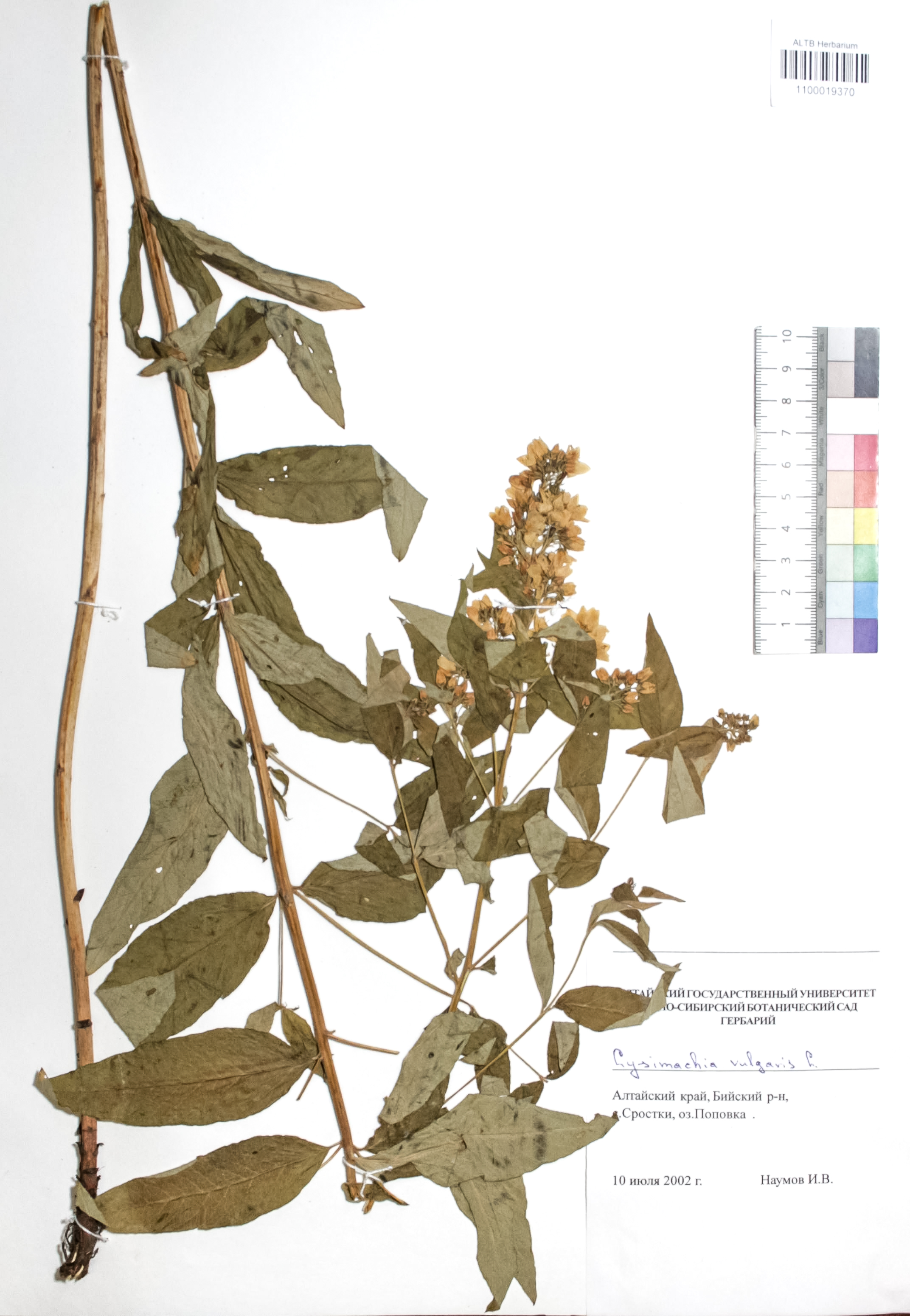 Lysimachia vulgaris L.