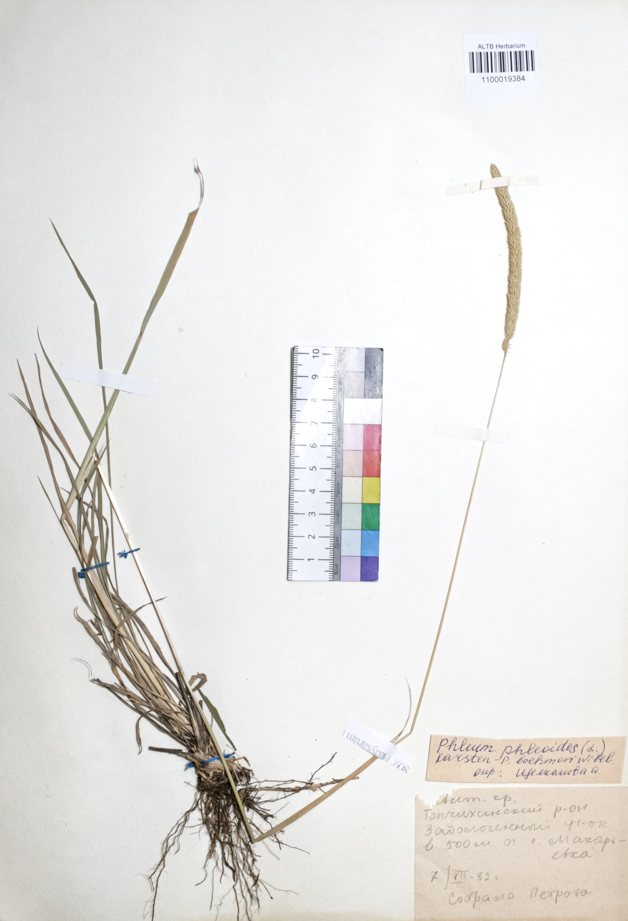 Phleum phleoides (L.) H. Karst.