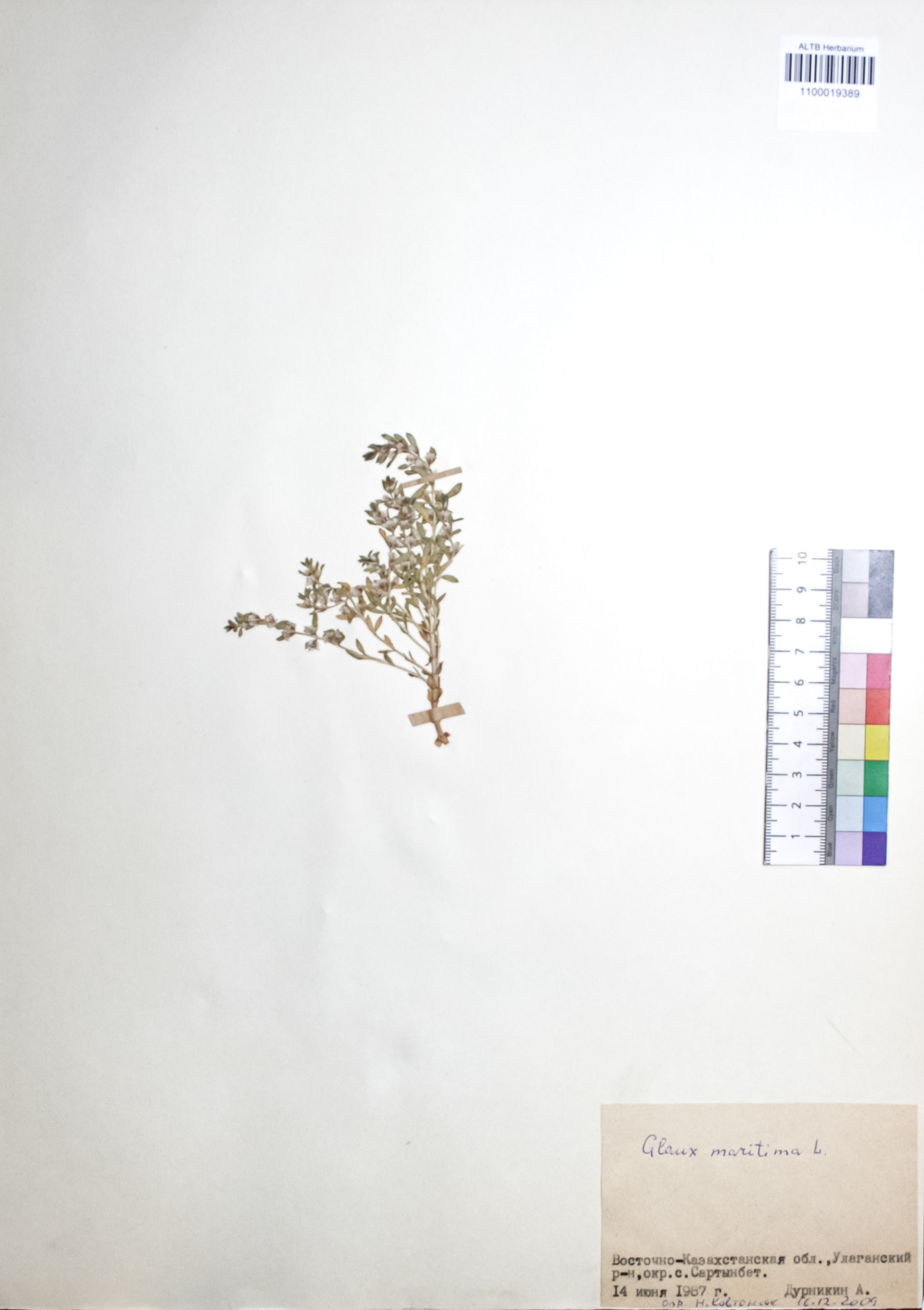 Glaux maritima L.