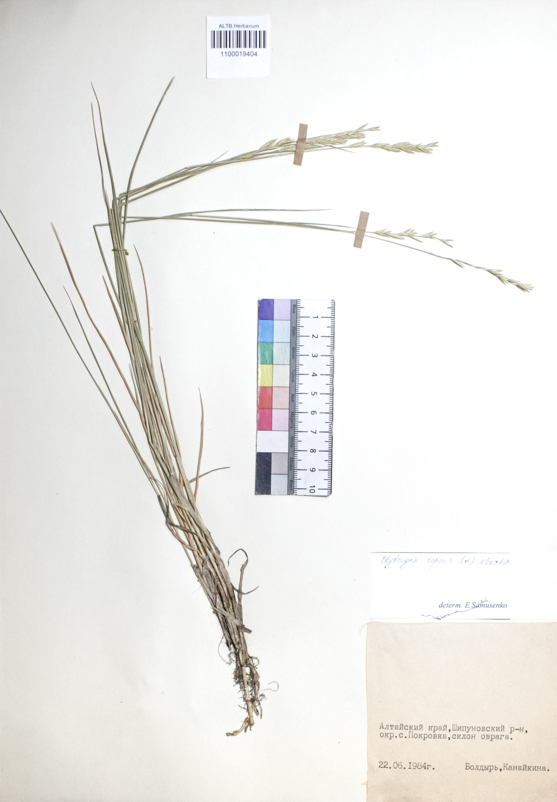 Elytrigia repens (L.) Nevski