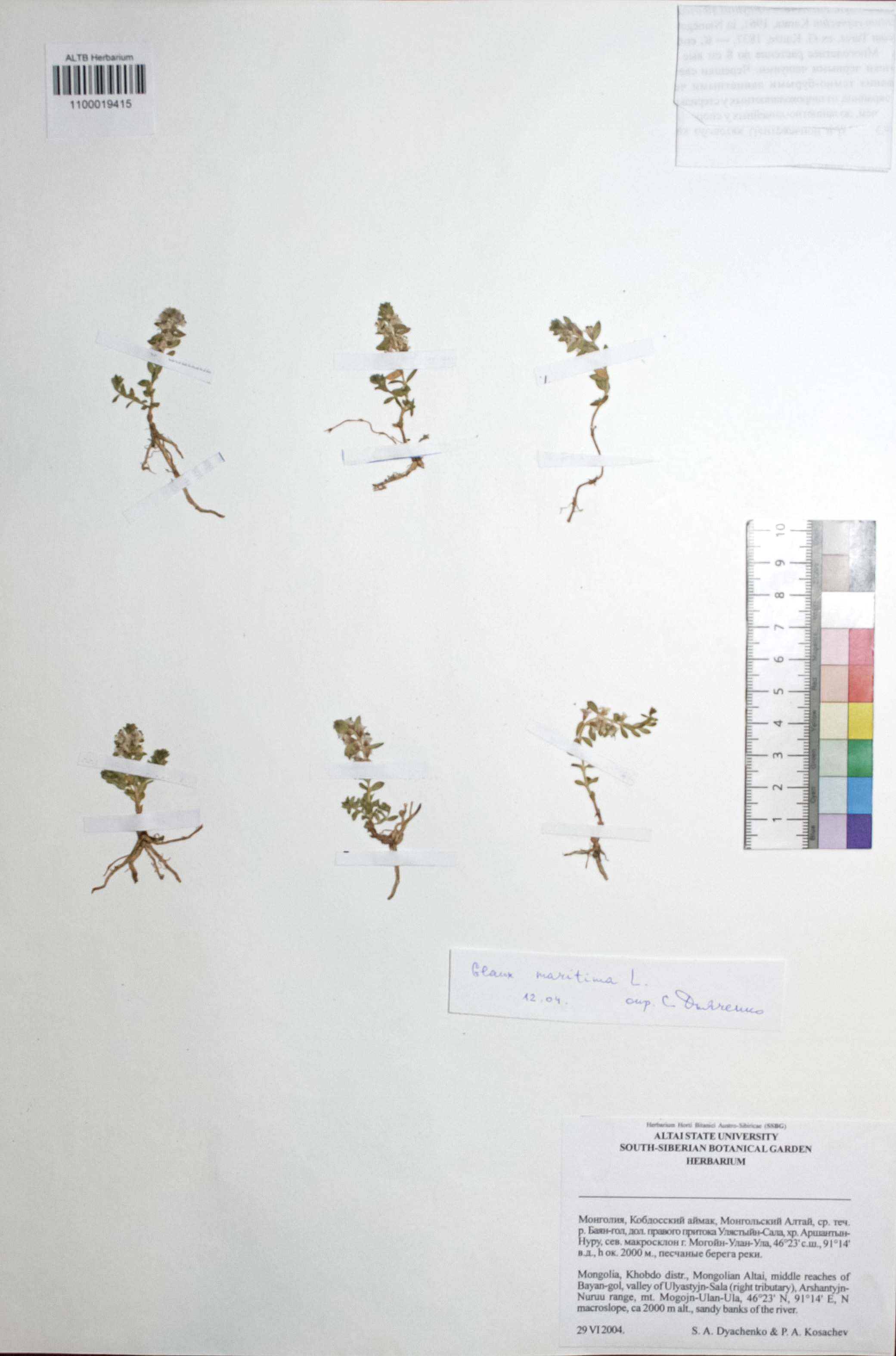 Glaux maritima L.
