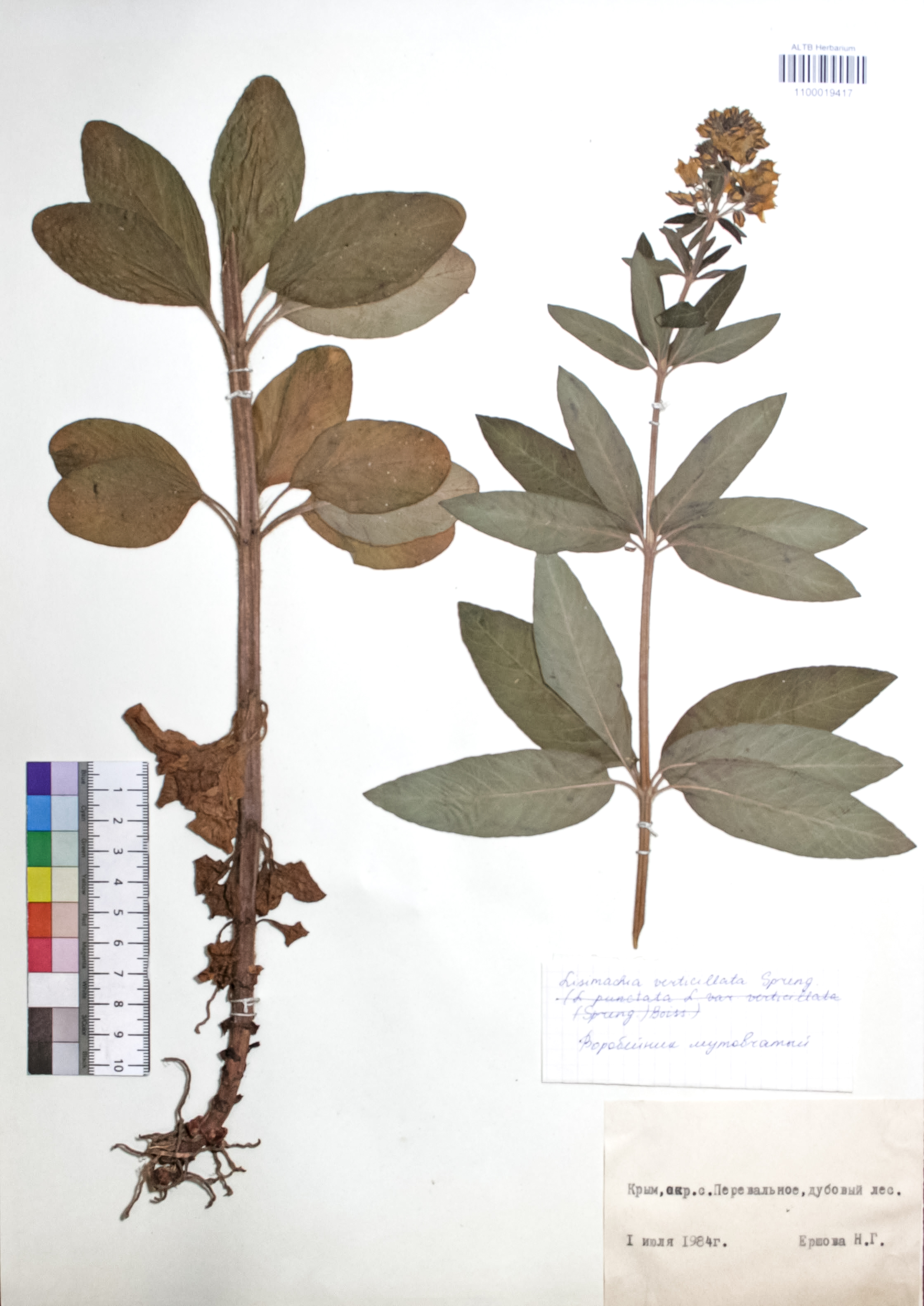 Lysimachia verticillaris Spreng.
