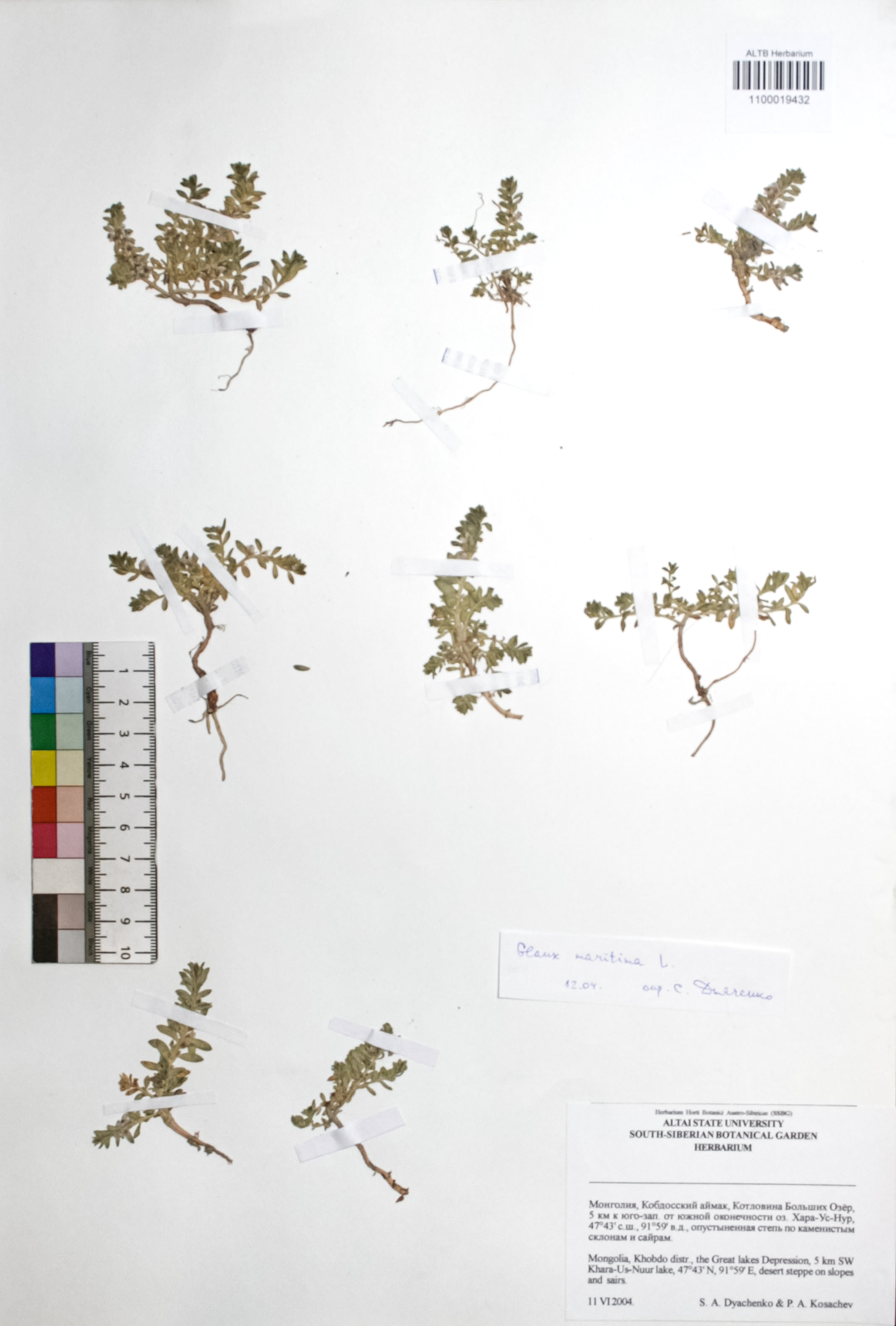 Glaux maritima L.