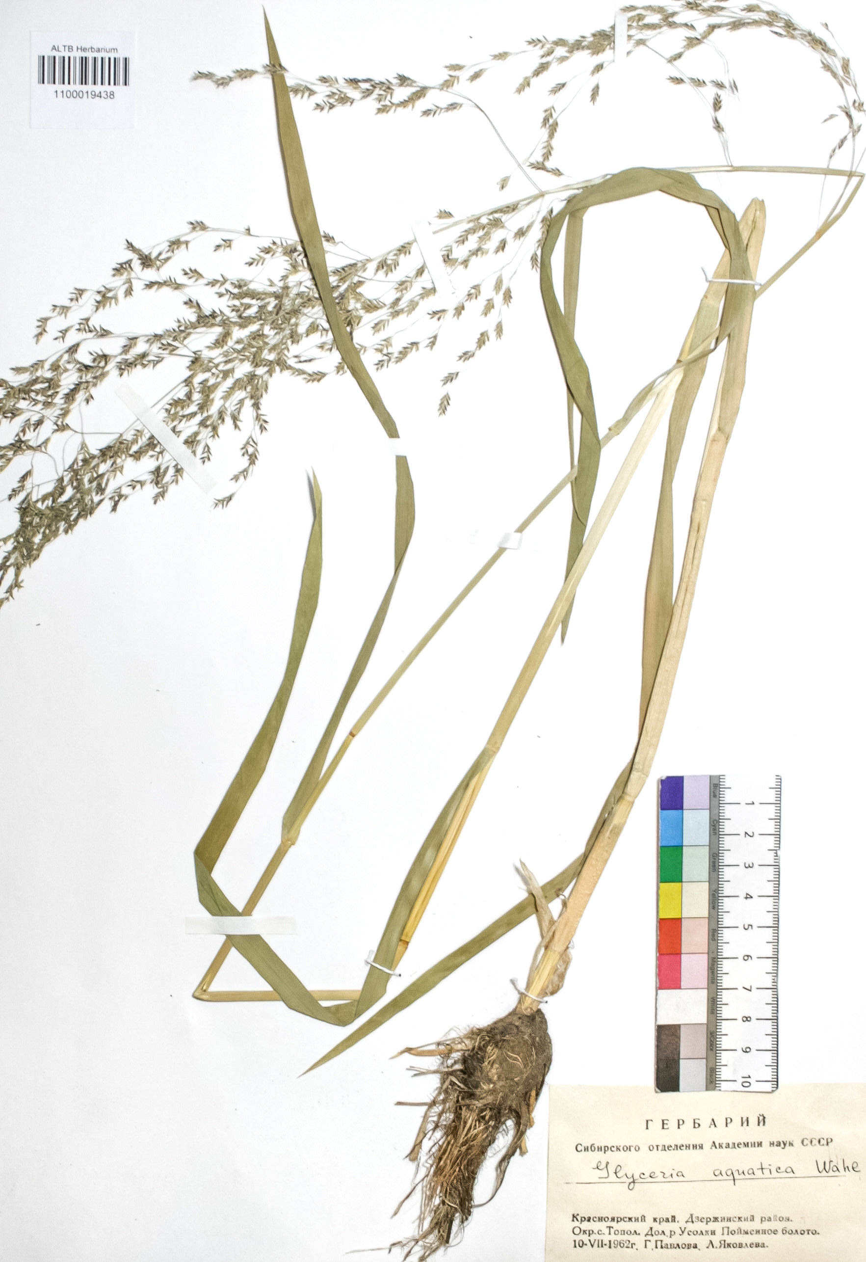 Glyceria aquatica Wahl.