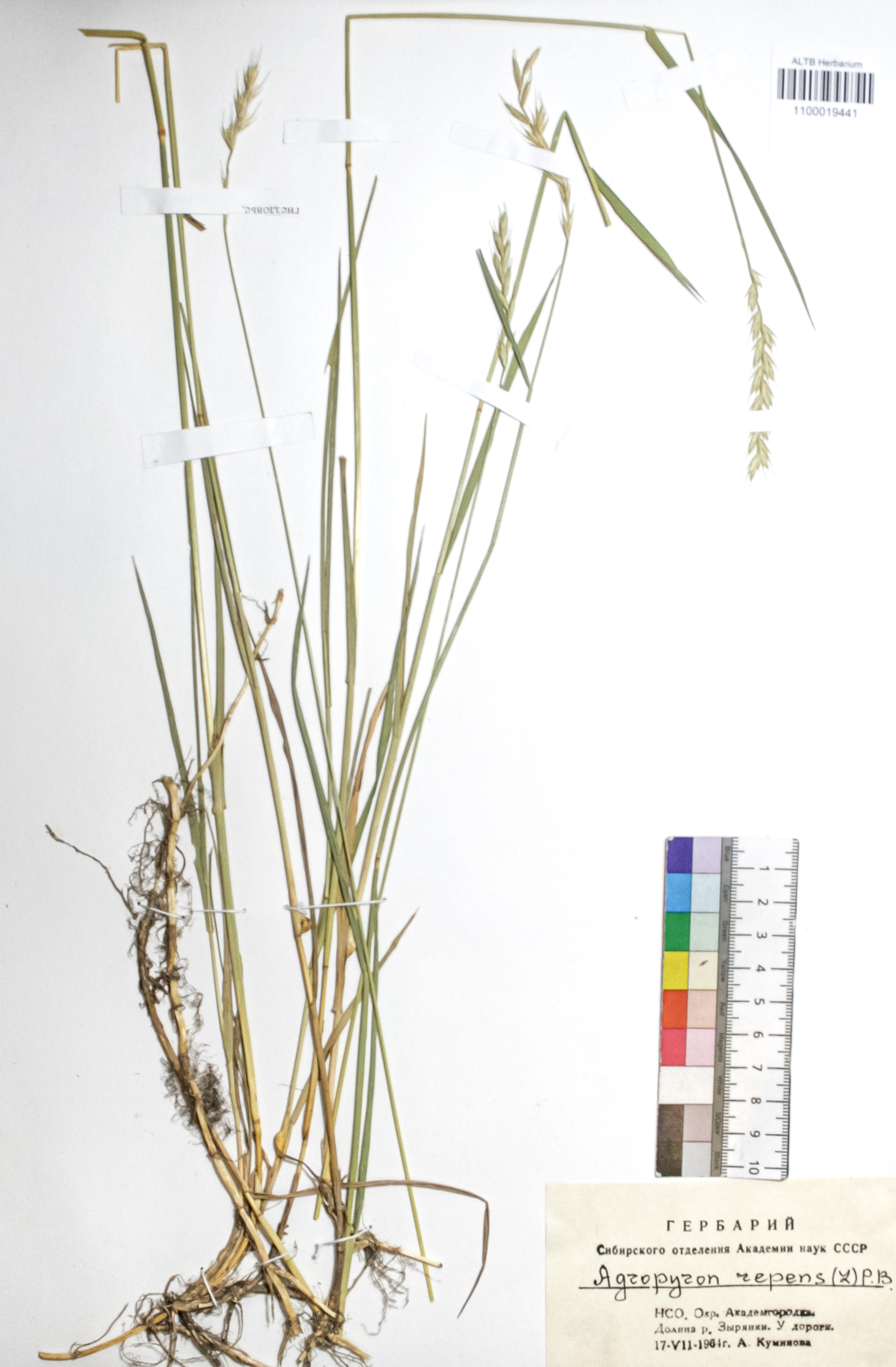 Agropyron repens (L.) P. B.