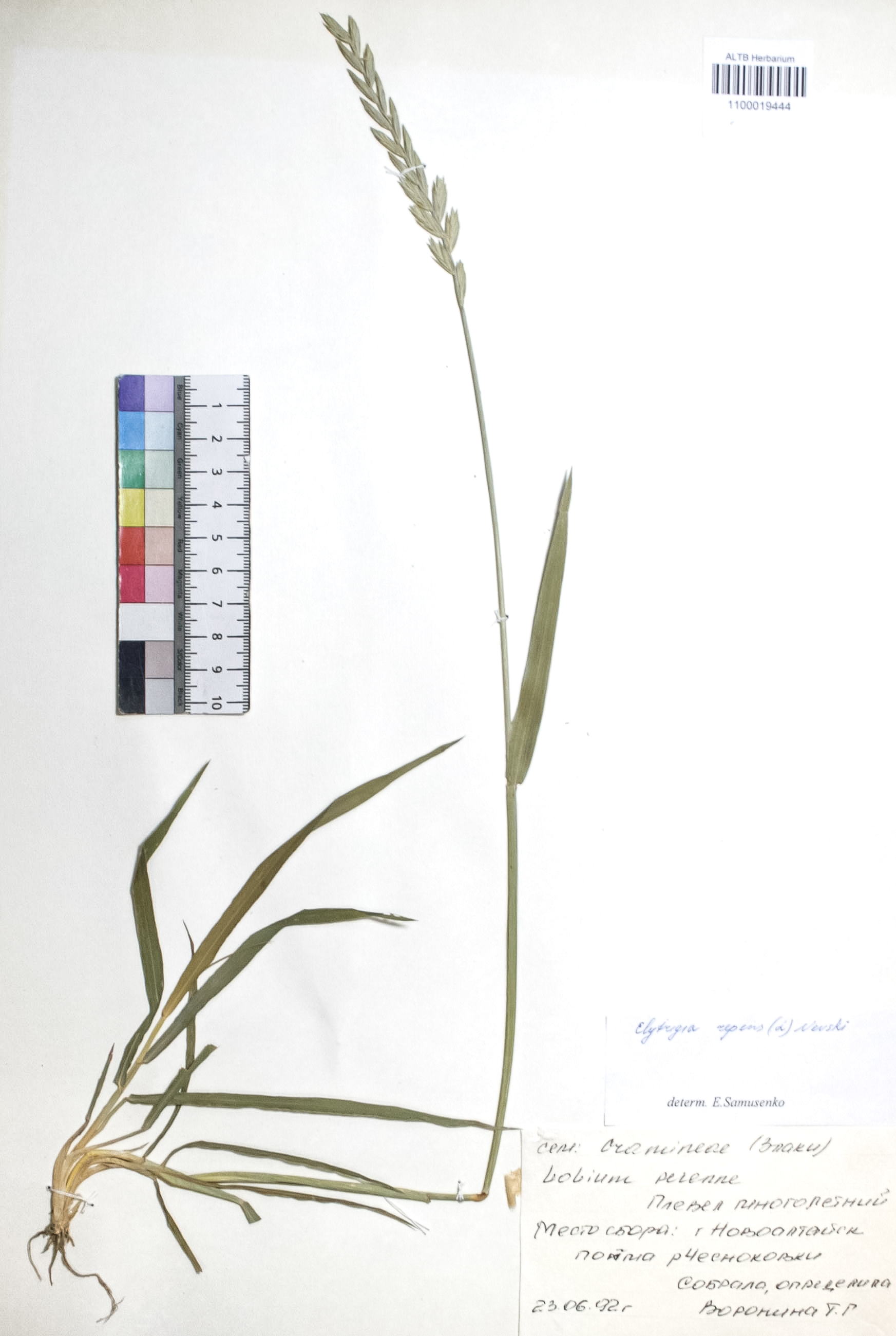 Elytrigia repens (L.) Nevski