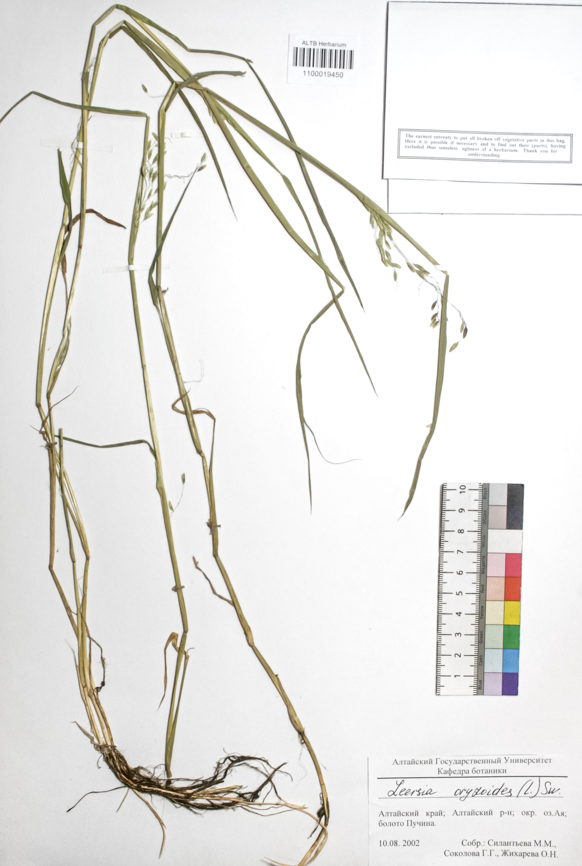 Leersia oryzoides (L.) Sw.
