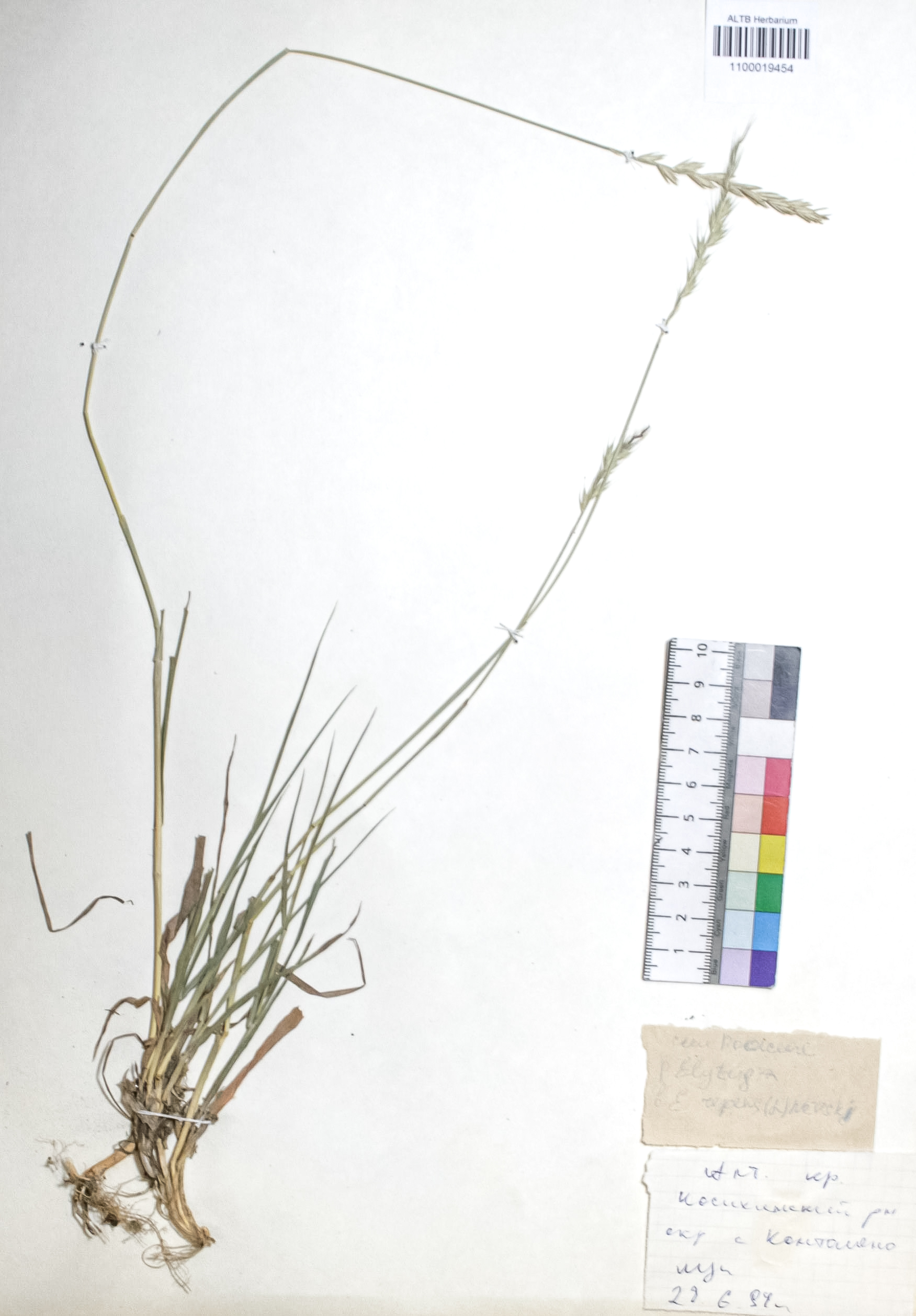 Elytrigia repens (L.) Nevski