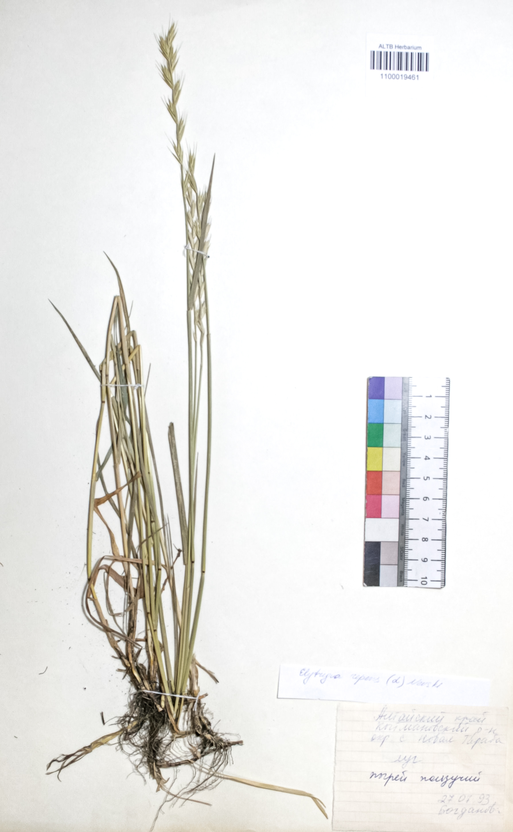 Elytrigia repens (L.) Nevski