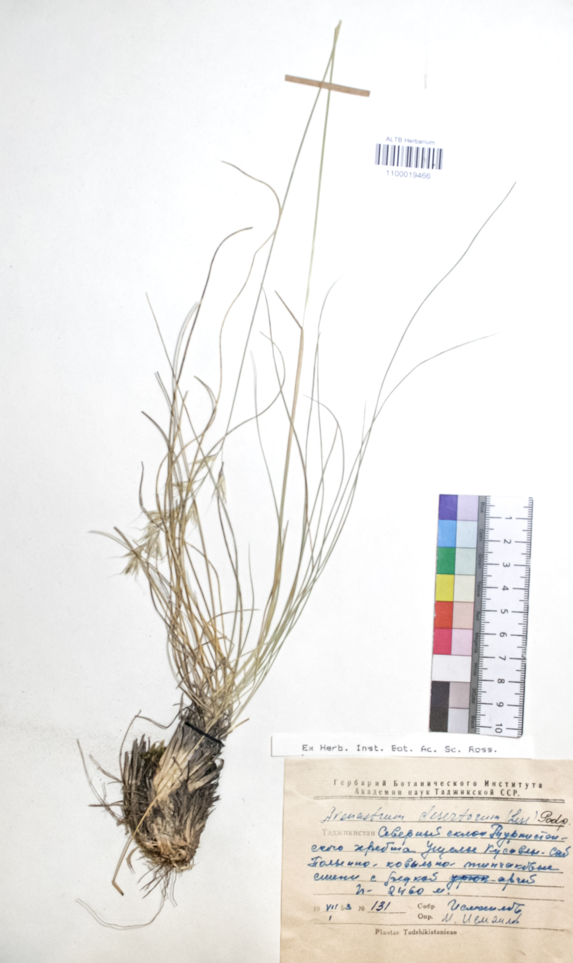 Avenastrum desertorum (Less.) Podp.