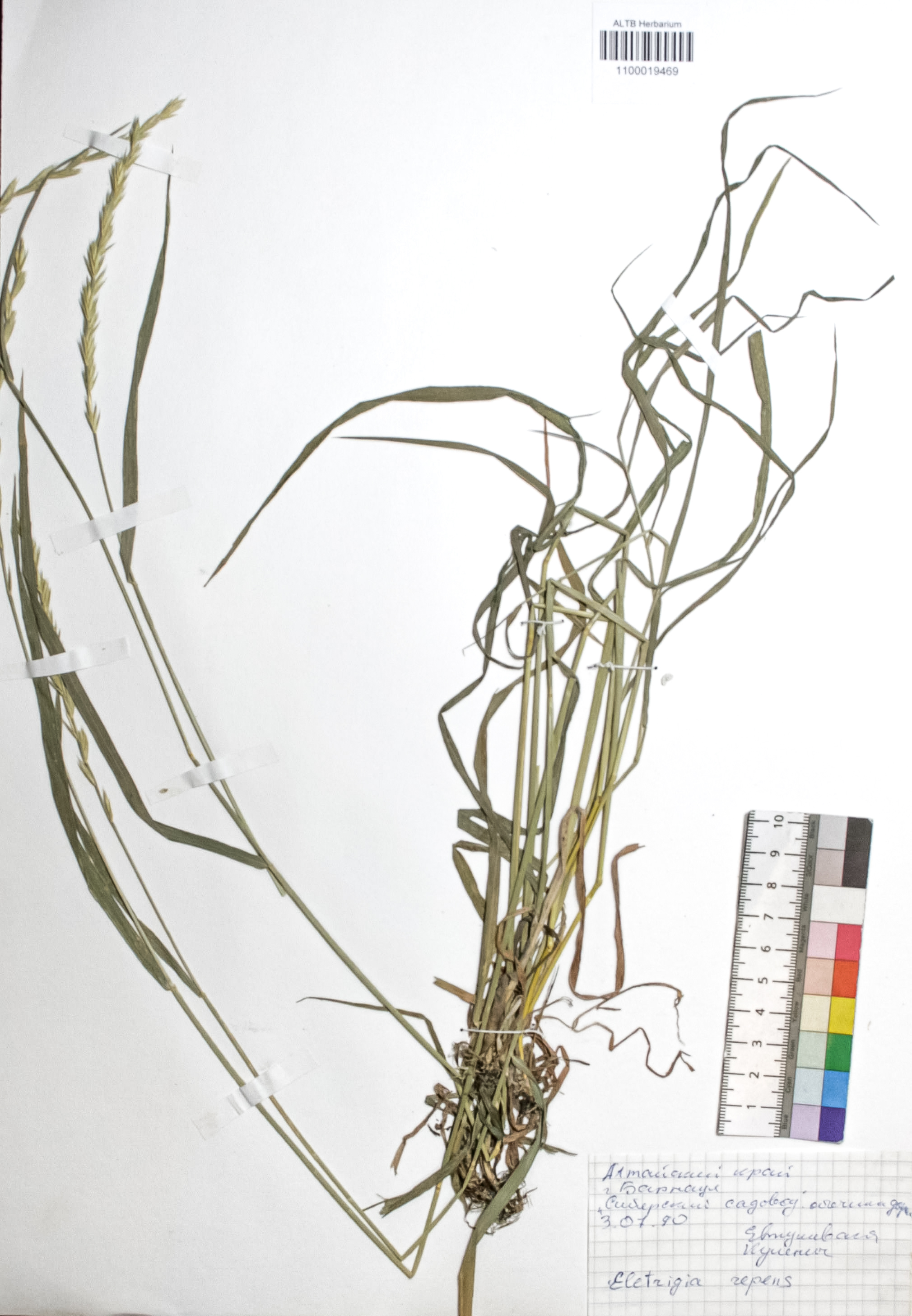 Elytrigia repens (L.) Nevski