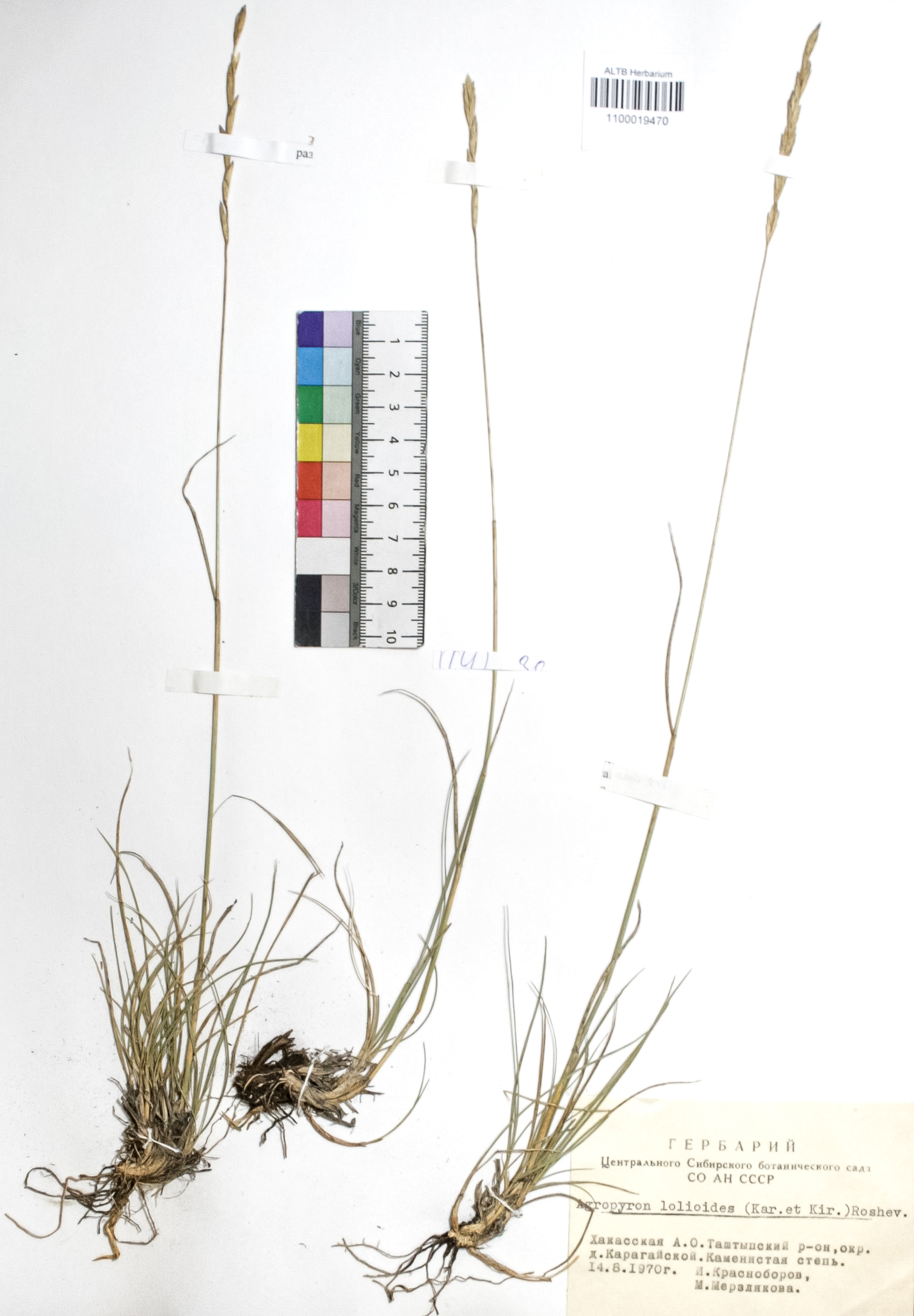 Agropyron lolioides (Kar. & Kir.) Roshev.