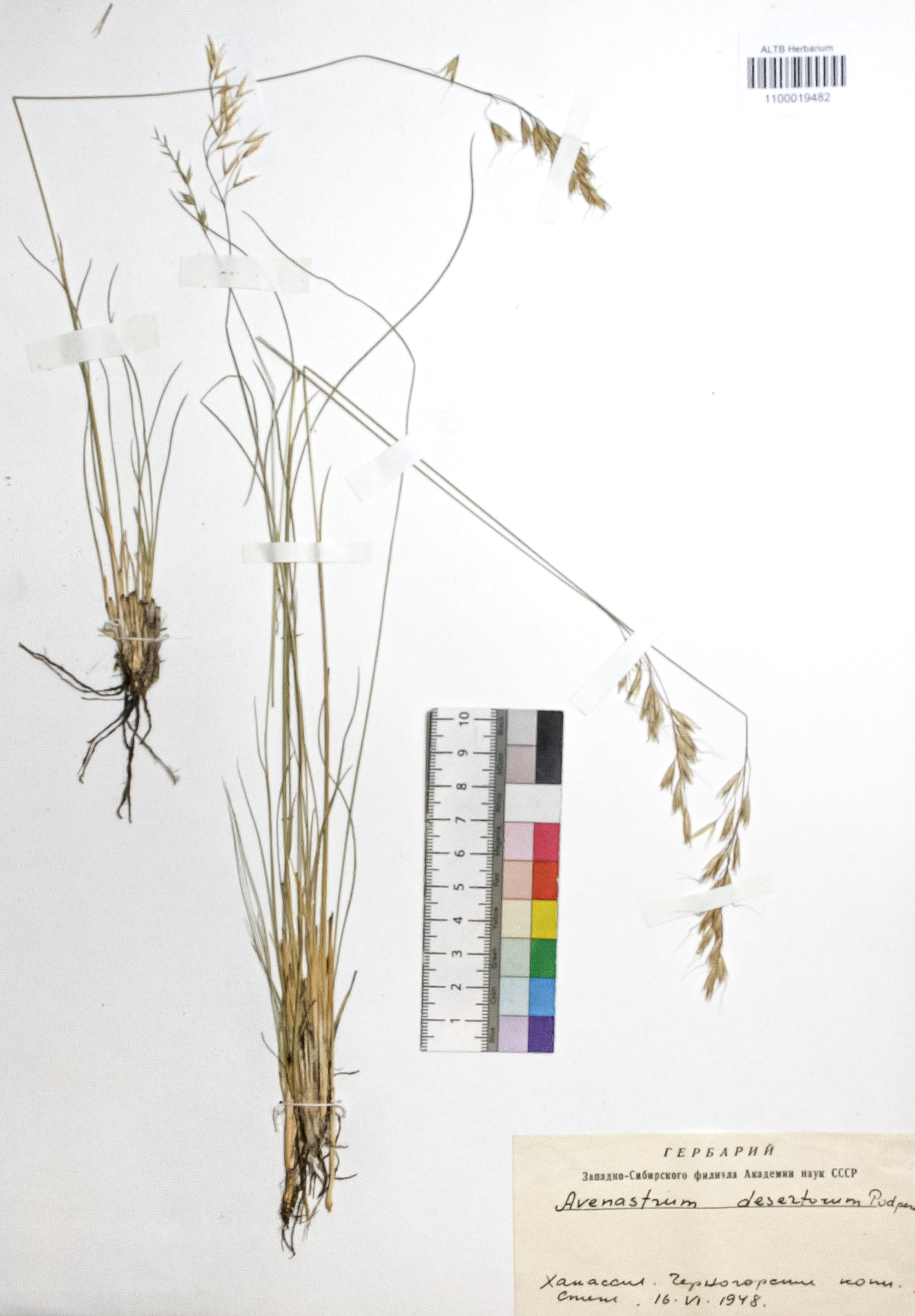 Avenastrum desertorum (Less.) Podp.