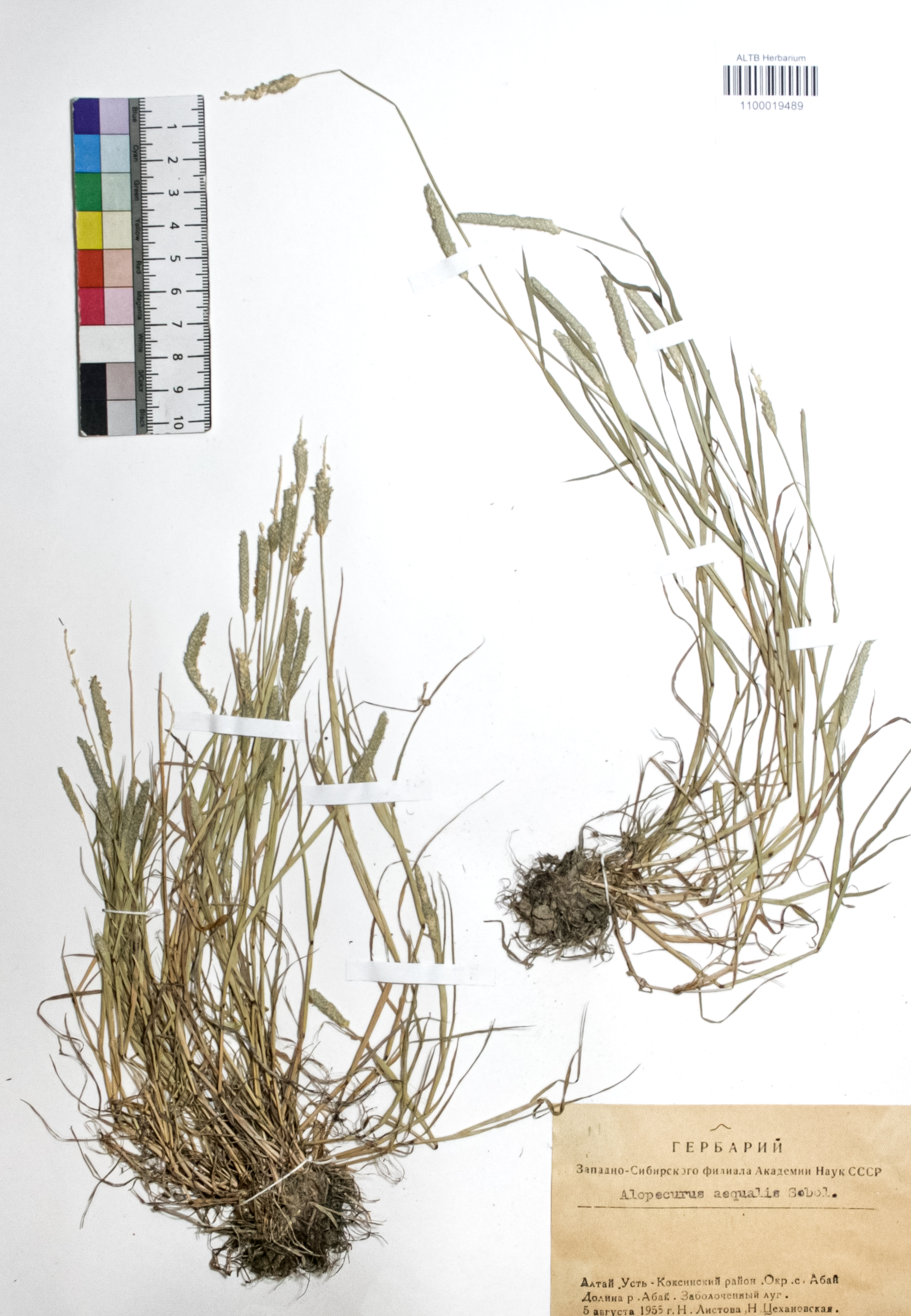 Alopecurus aequalis Sobol.