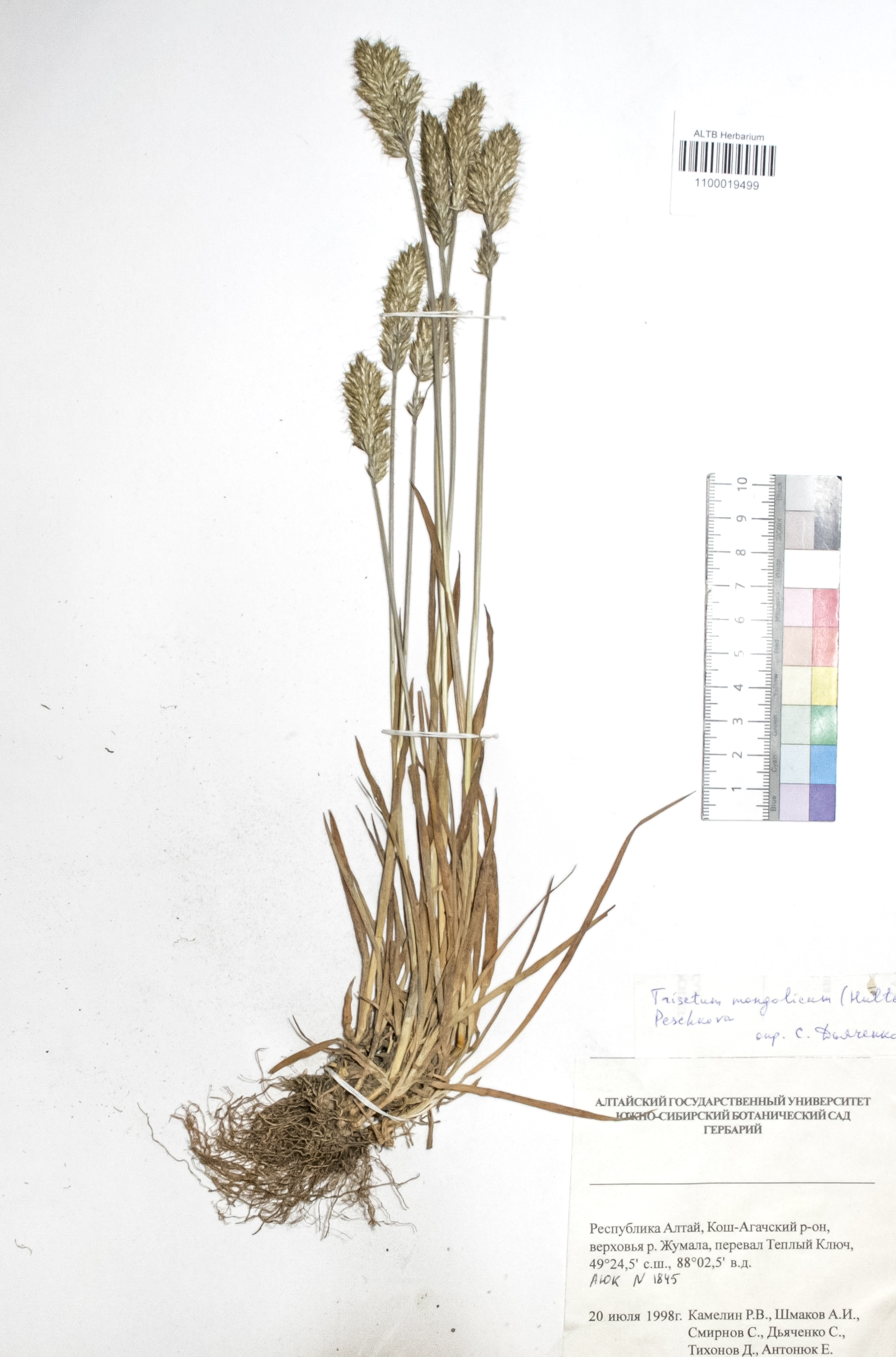 Trisetum mongolicum (Hultén) Peschkova