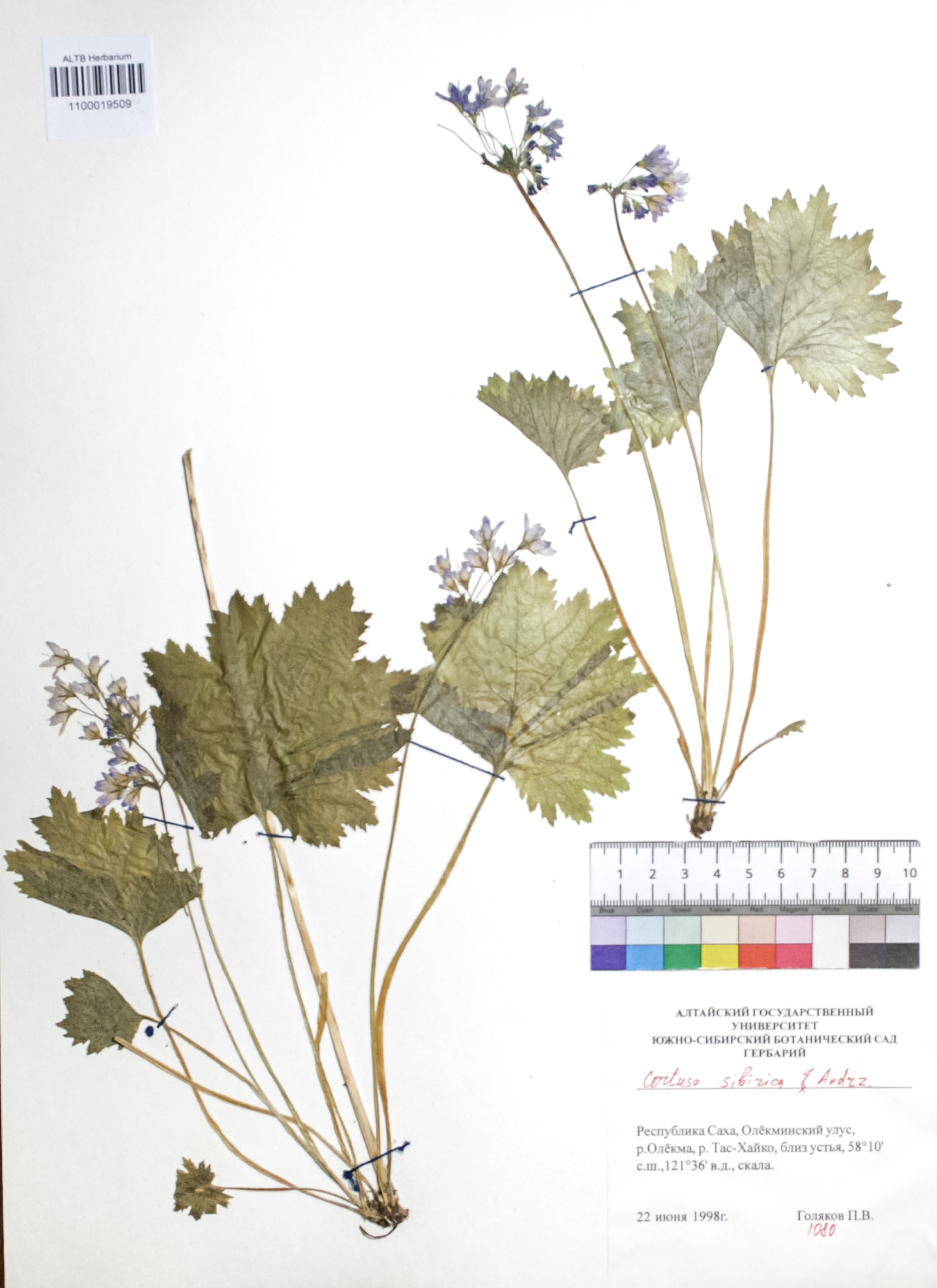 Cortusa sibirica Andrz.