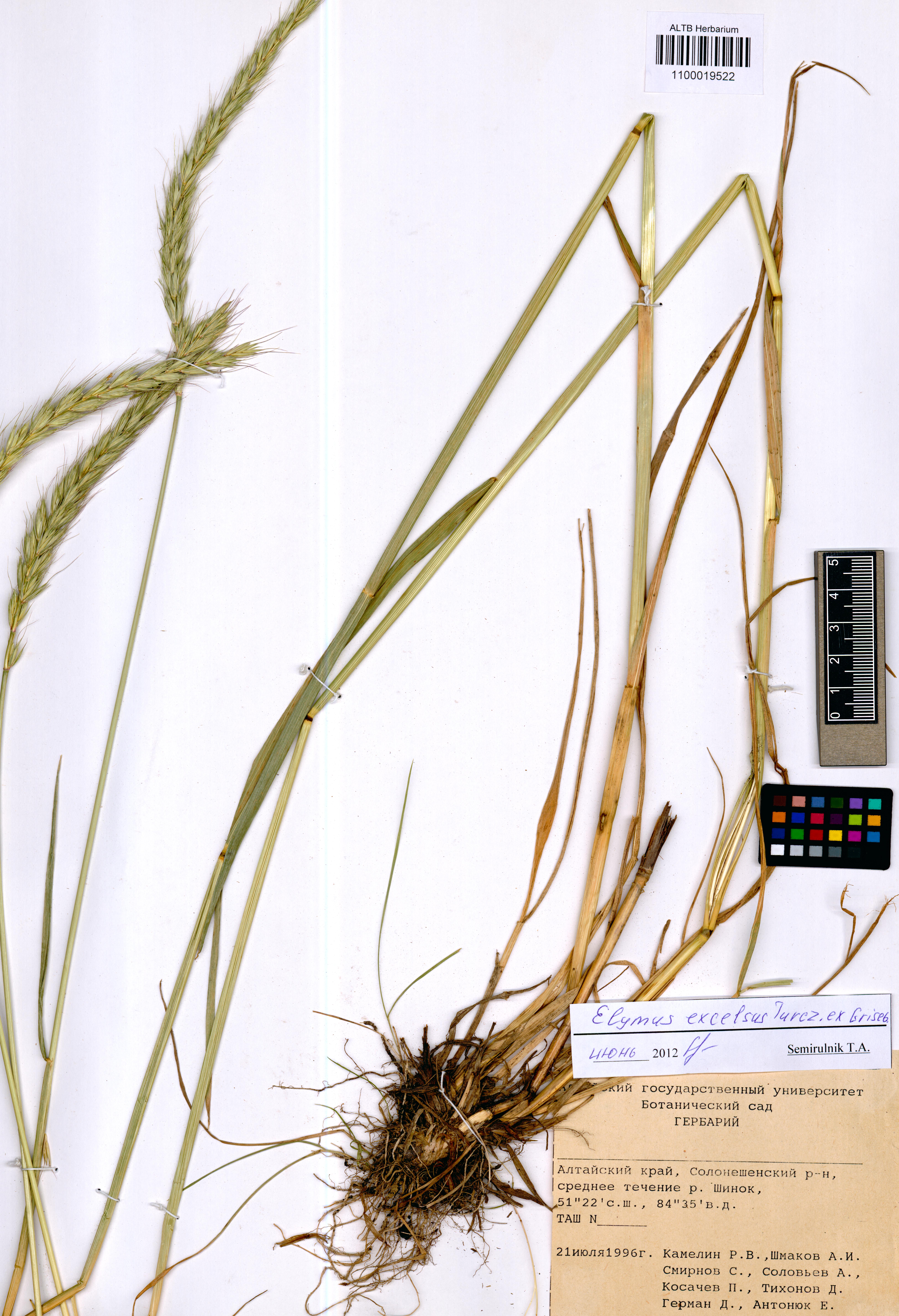 Elymus excelsus Turcz. ex Griseb.