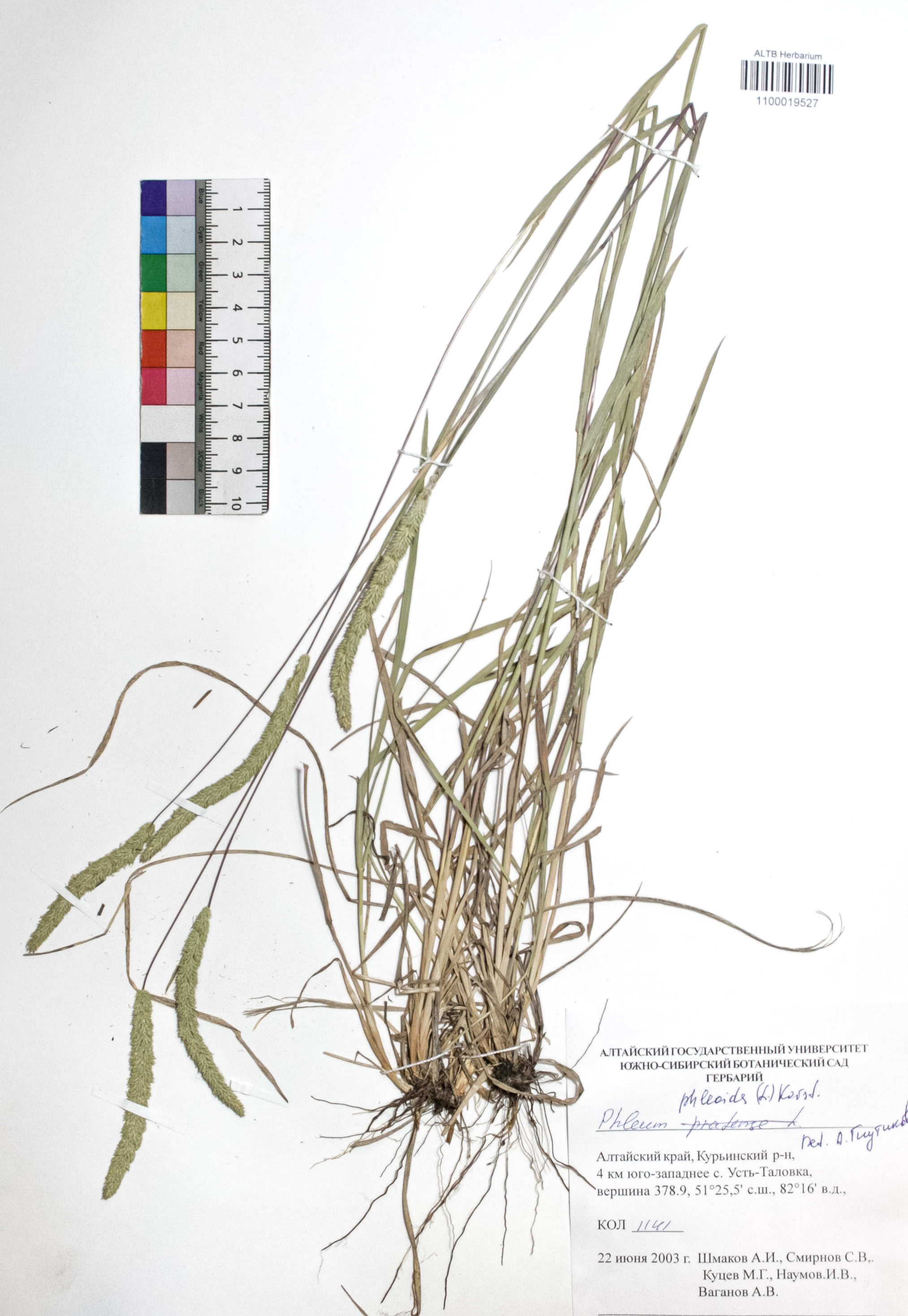 Phleum phleoides (L.) H. Karst.