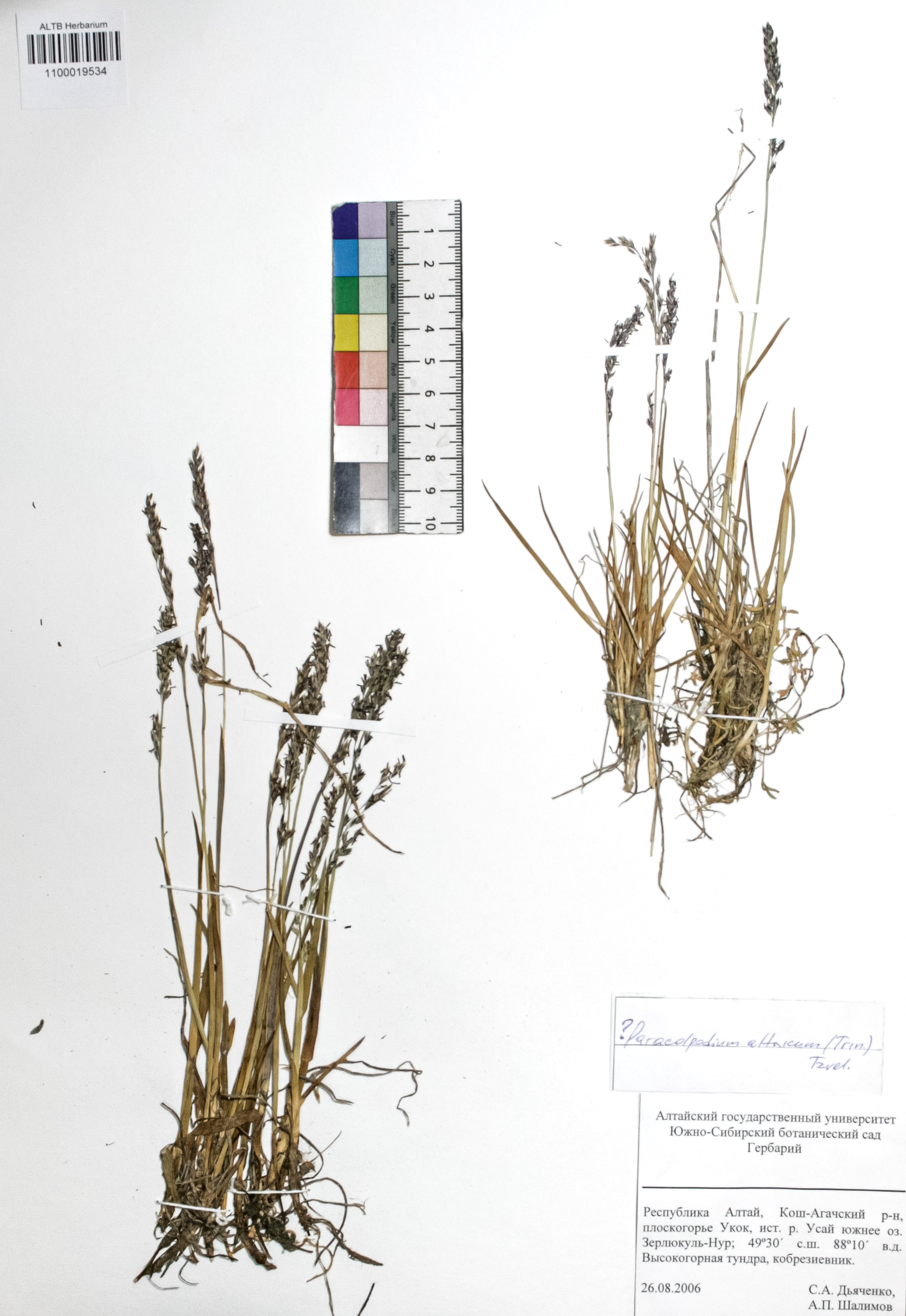 Paracolpodium altaicum (Trin.) Tzvelev
