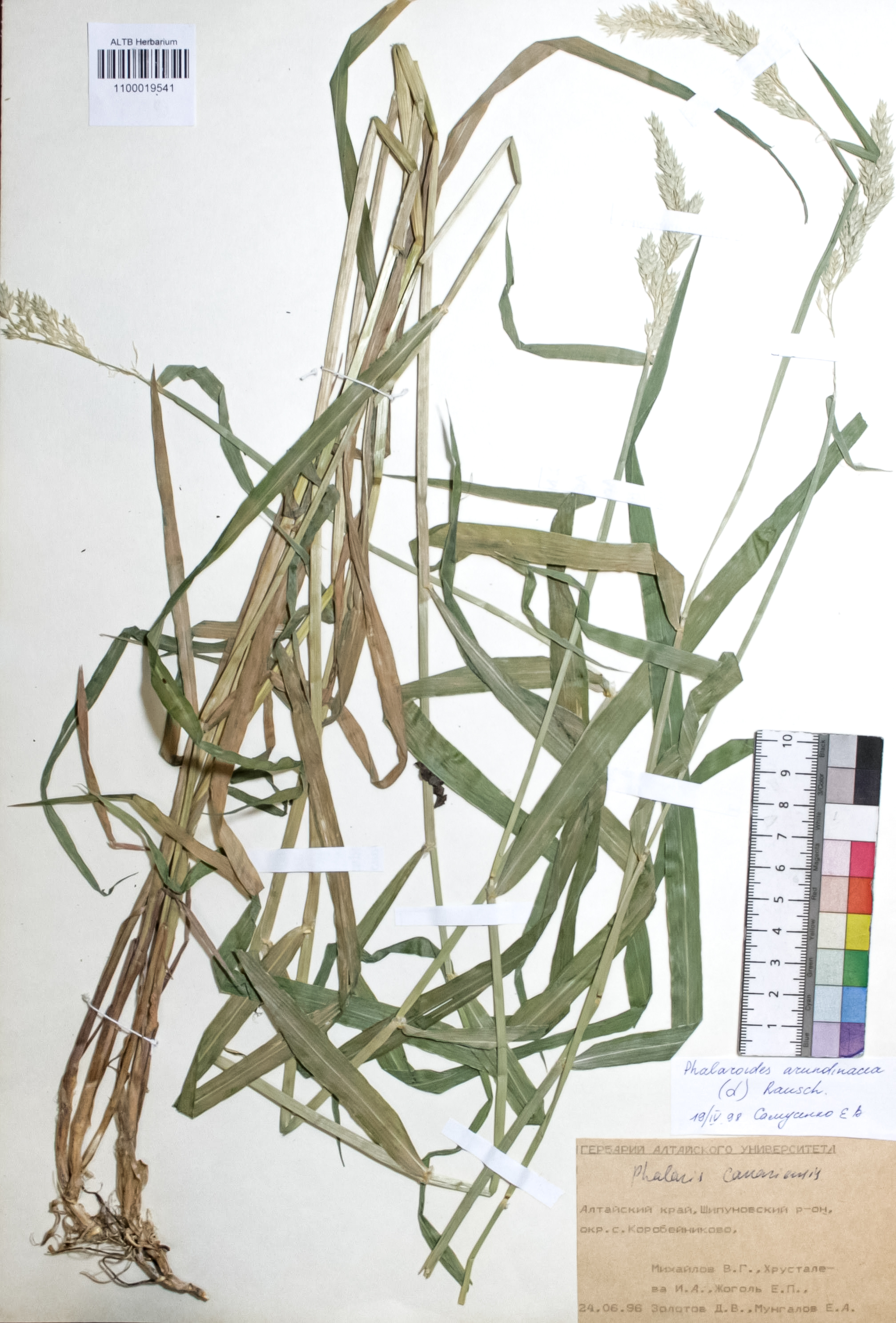 Phalaroides arundinacea (L.) Rausch