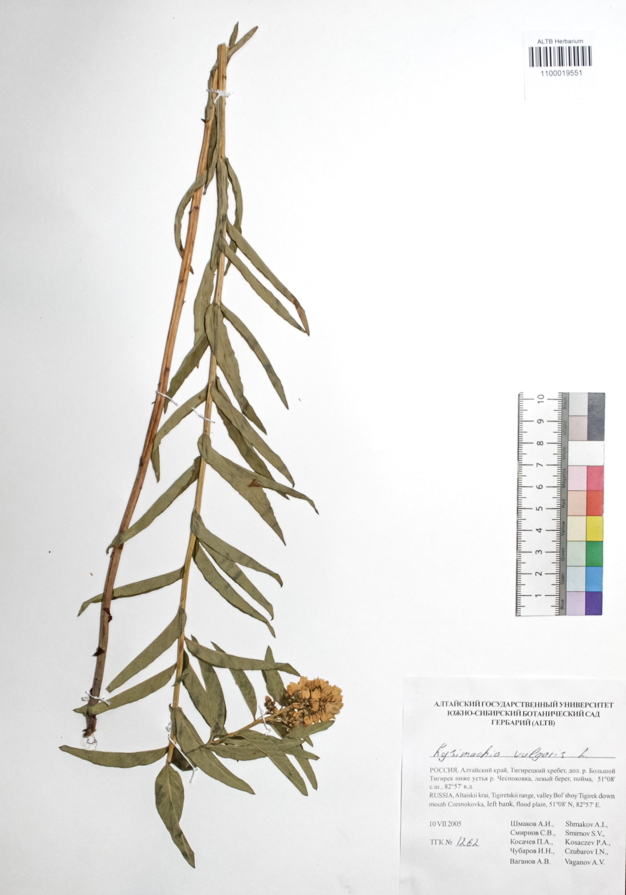 Lysimachia vulgaris L.