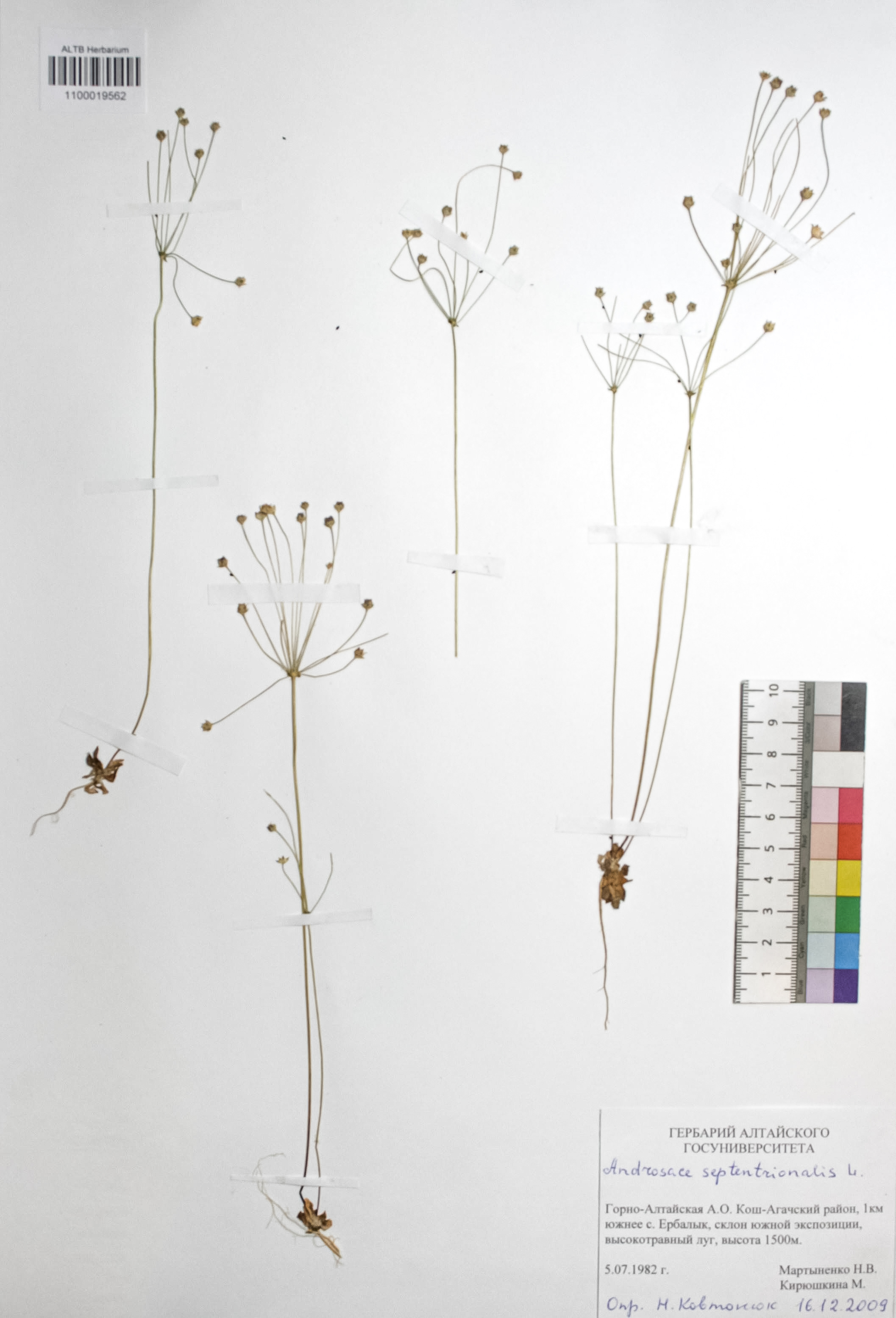 Androsace septentrionalis L.