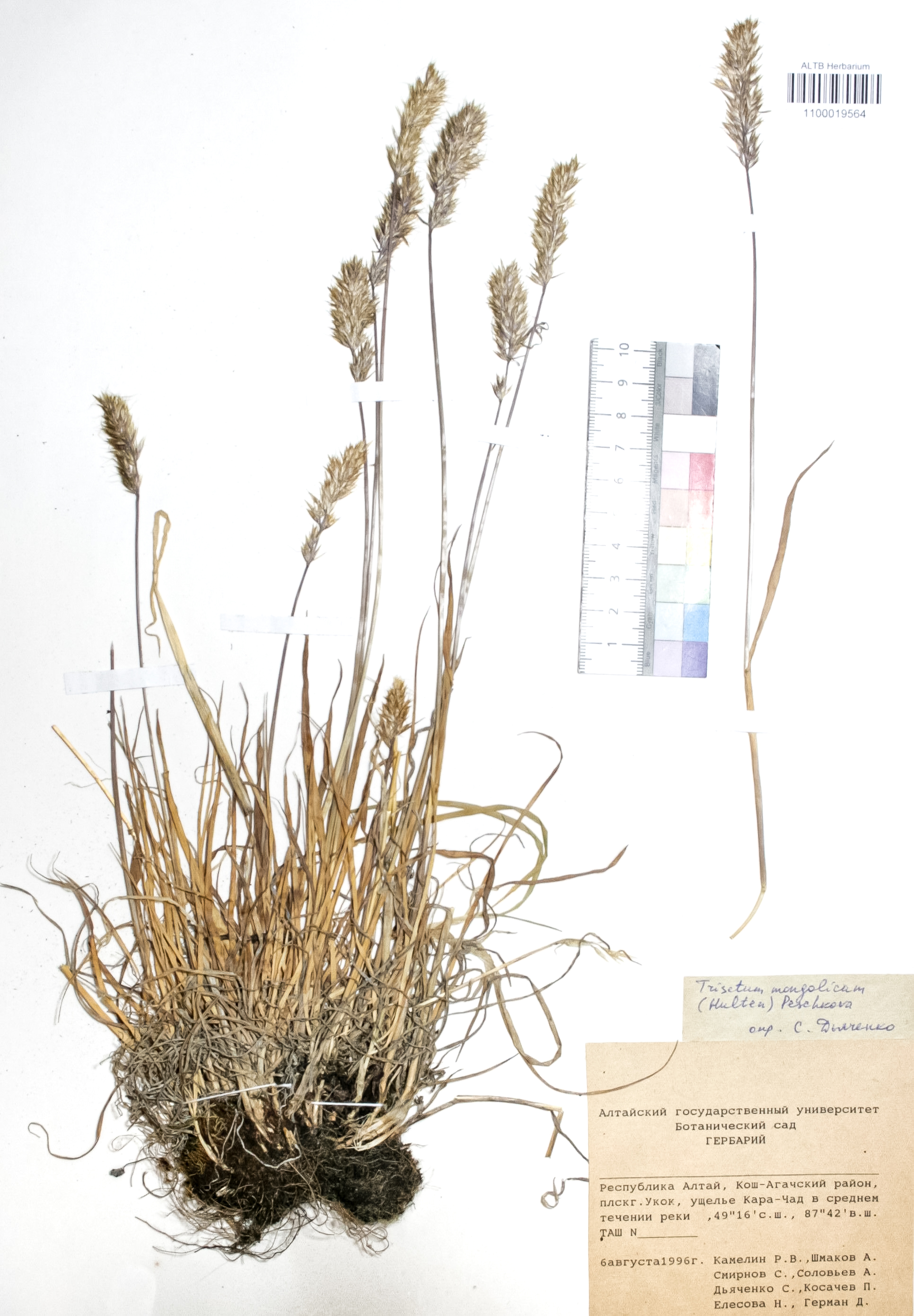 Trisetum mongolicum (Hultén) Peschkova