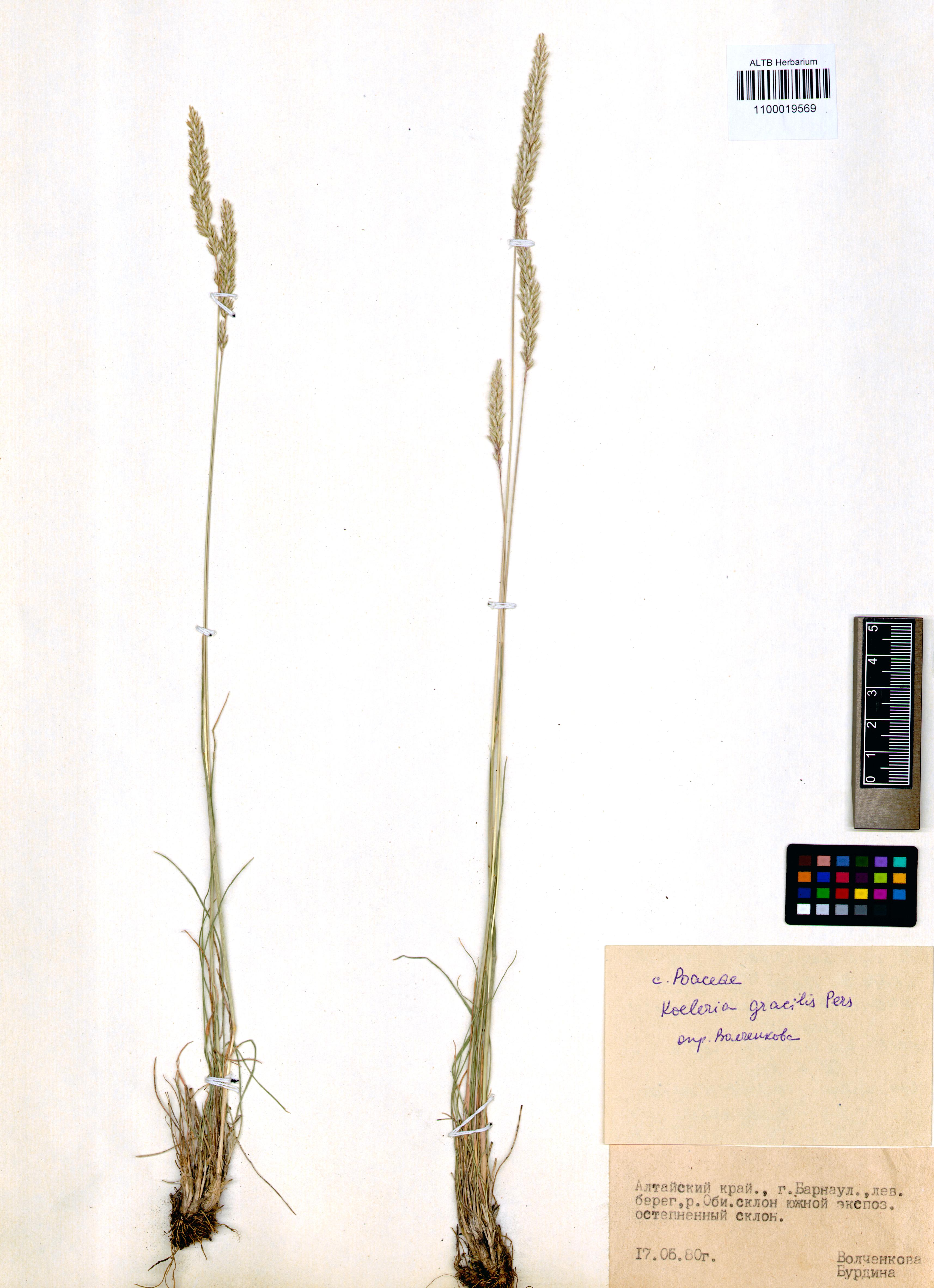 Koeleria gracilis Pers.