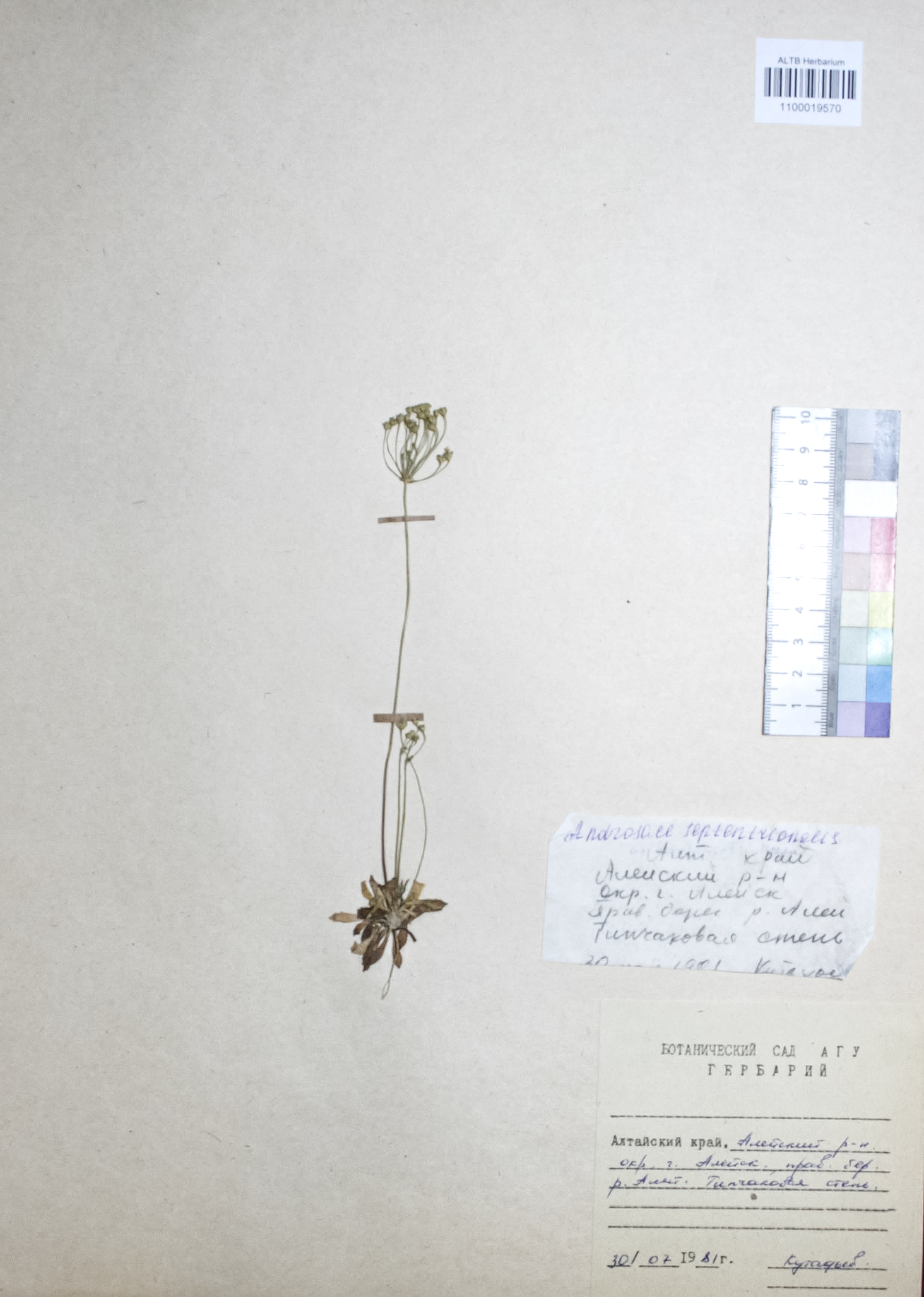 Androsace septentrionalis L.