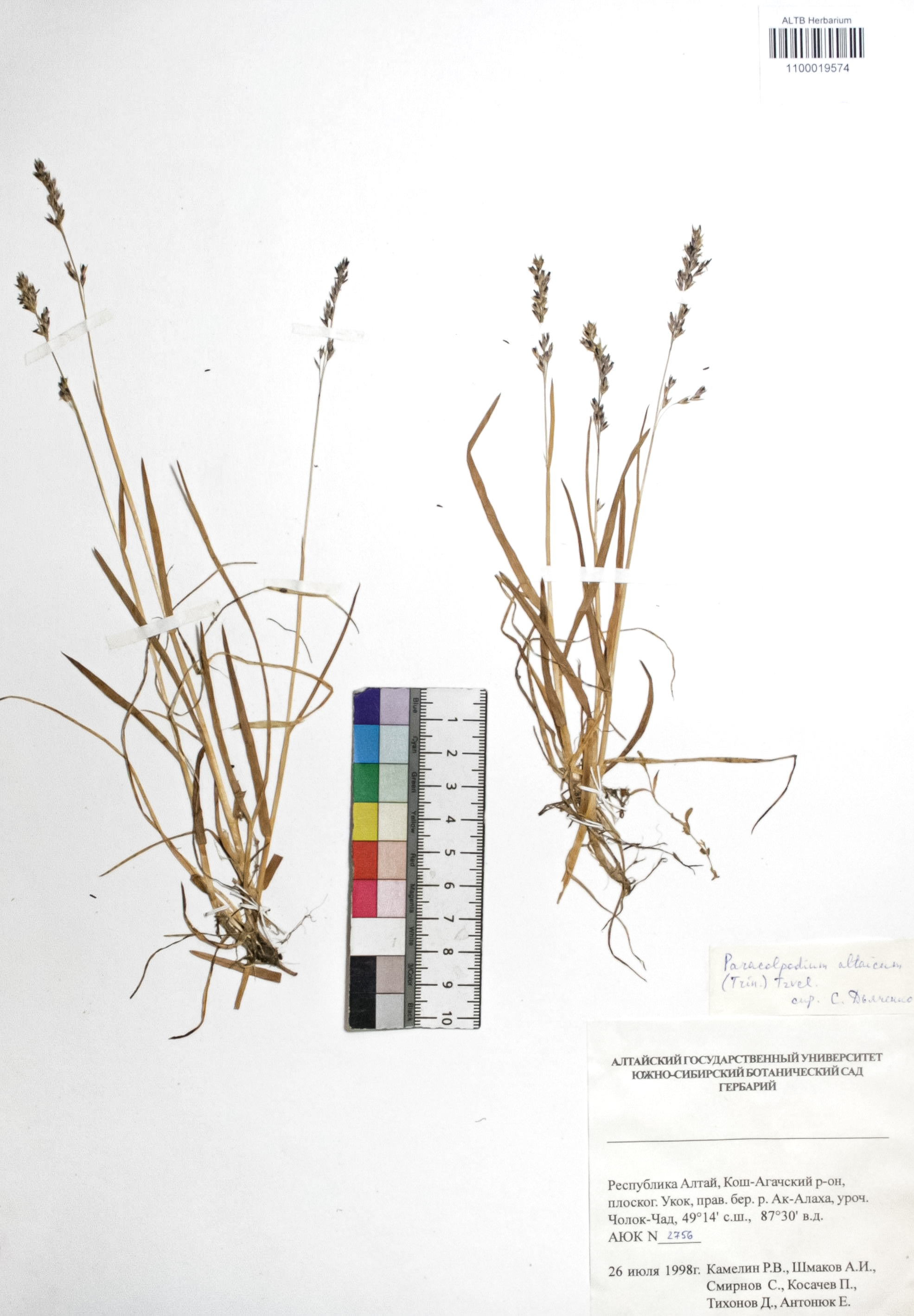 Paracolpodium altaicum (Trin.) Tzvelev