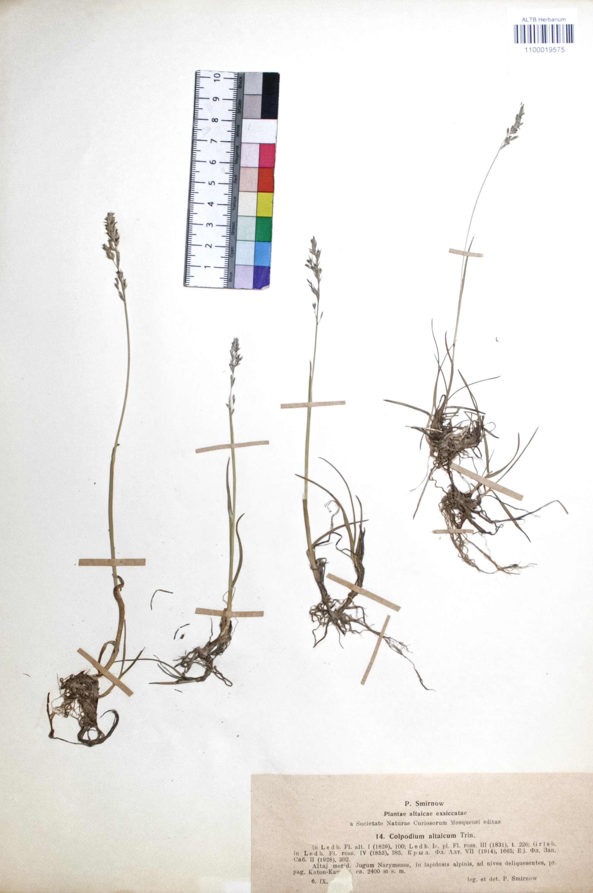 Colpodium altaicum Trin.