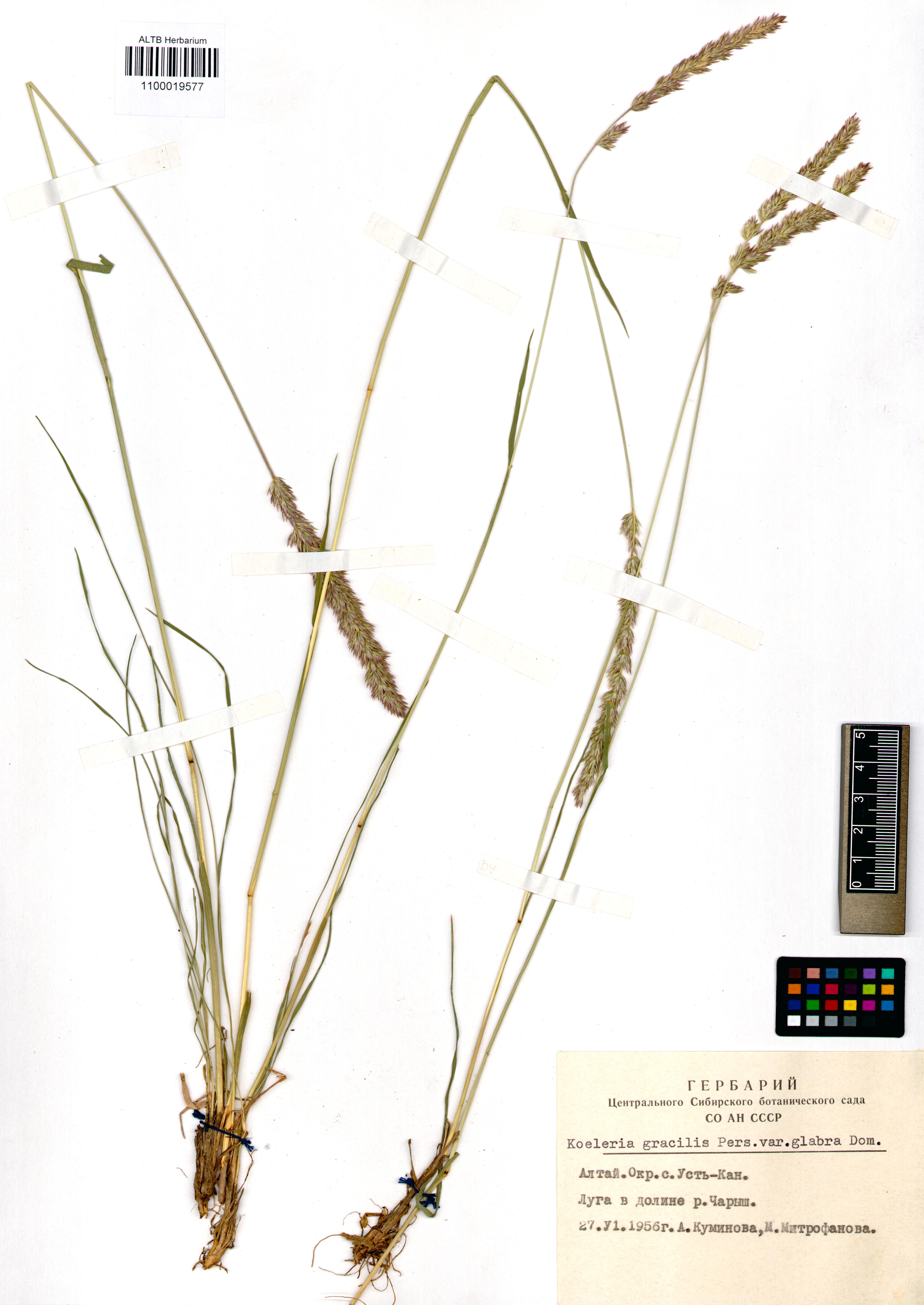 Koeleria gracilis Pers.