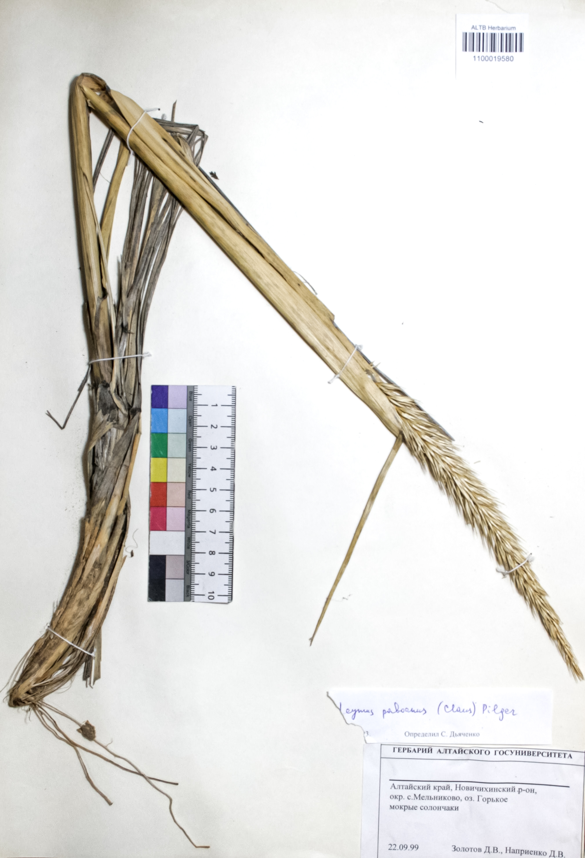 Leymus racemosus (Lam.) Tzvelev