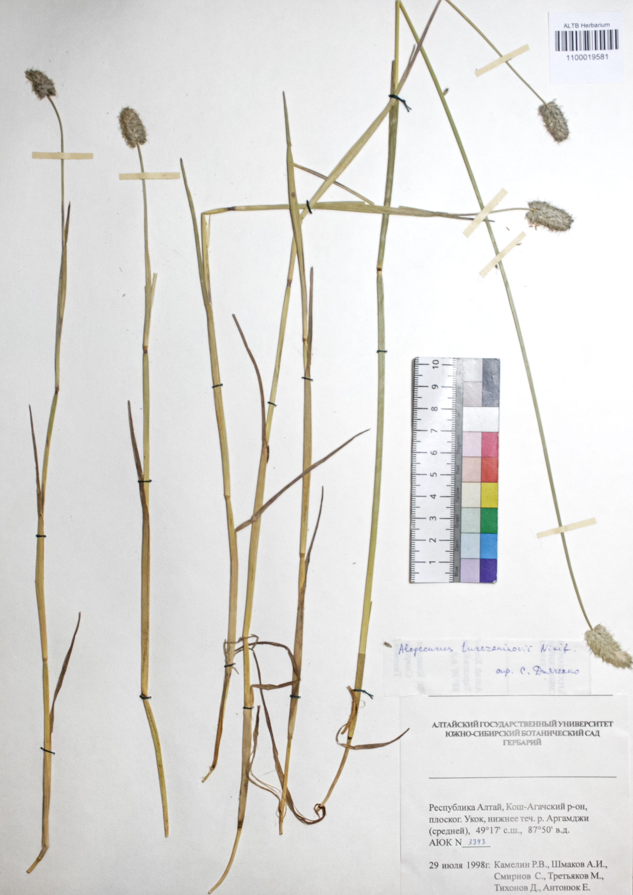 Alopecurus turczaninovii O.D.Nikif.